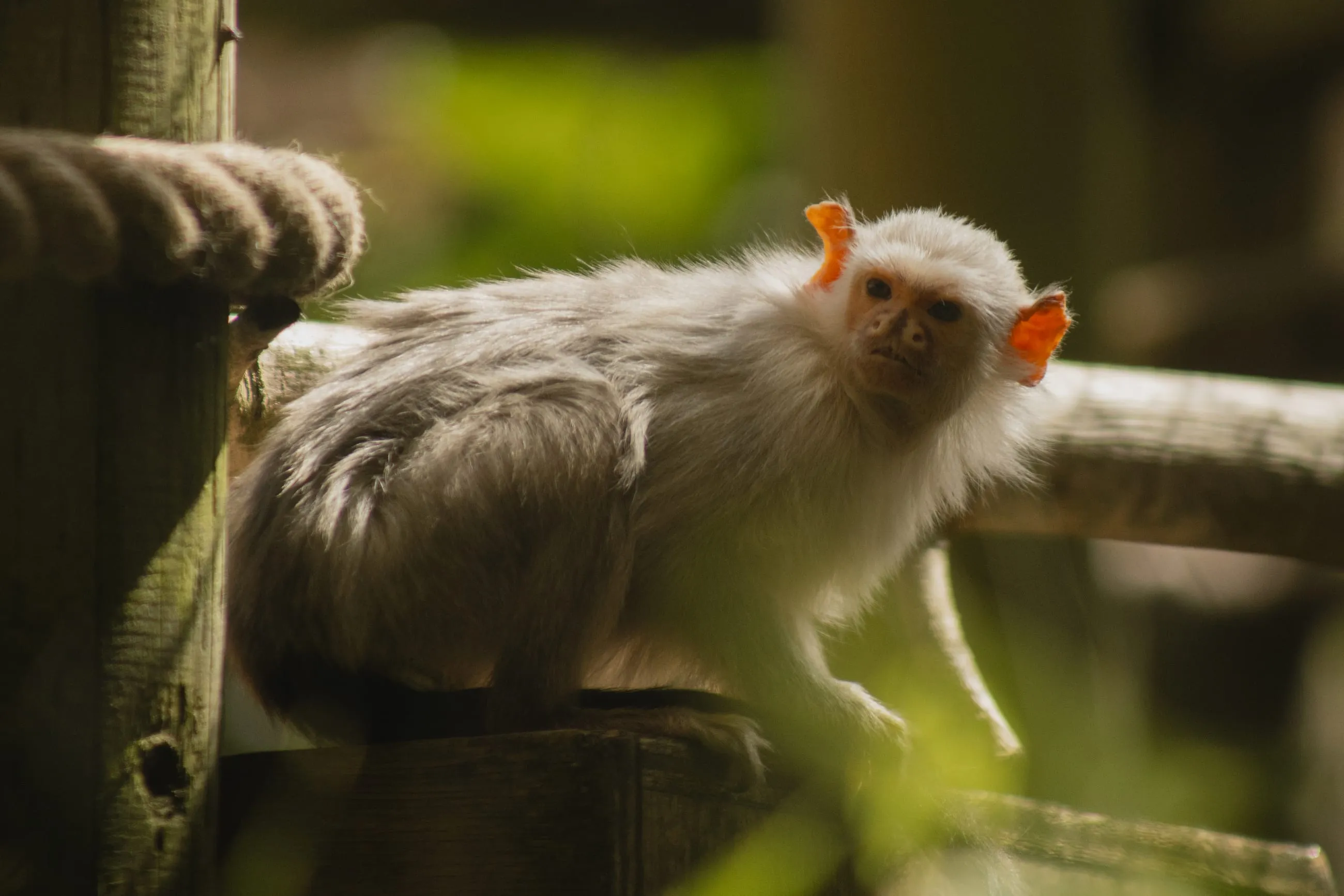 Silvery marmoset with orange ears on a rope rail