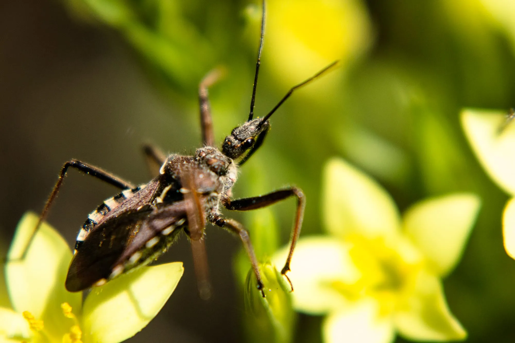 Assassin bug on small yellow star-shaped flowers
