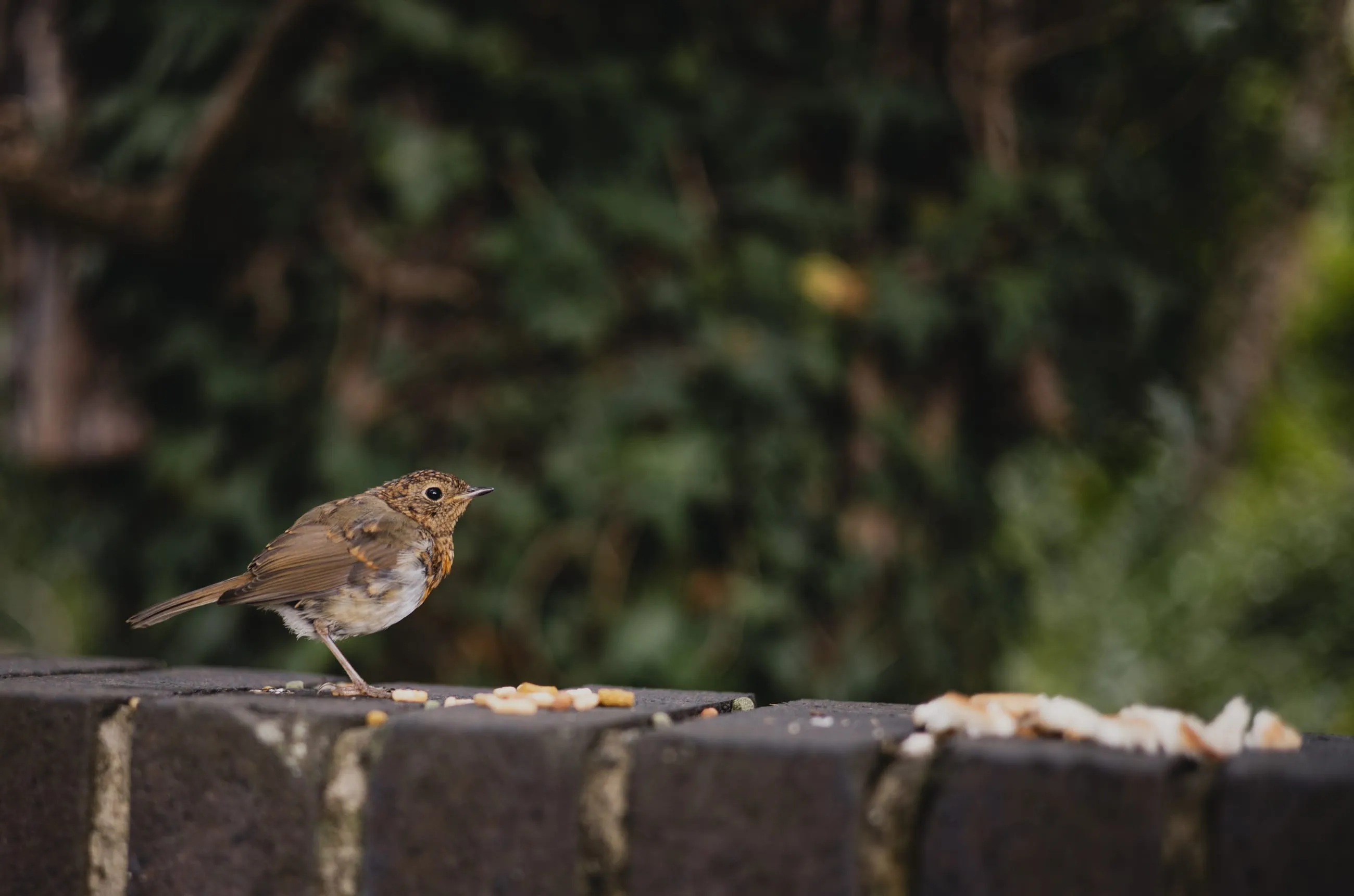 Robin on a wall scattered with seed