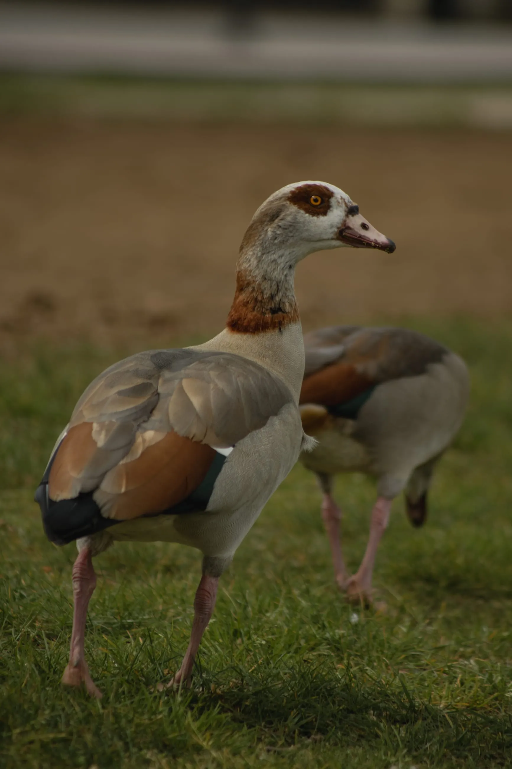 Egyptian goose walking across park grass