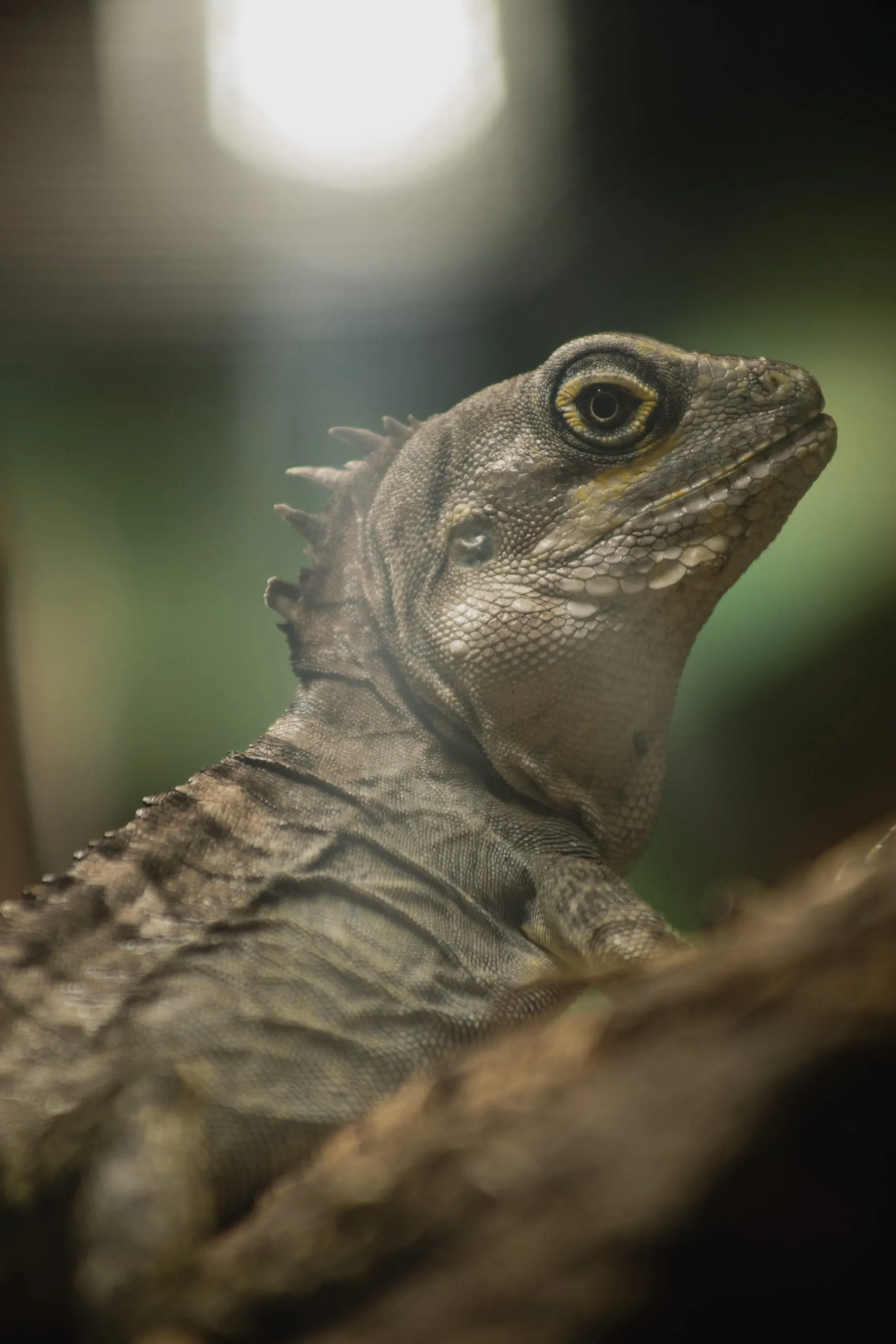 Lizard lit from above in a dark enclosure