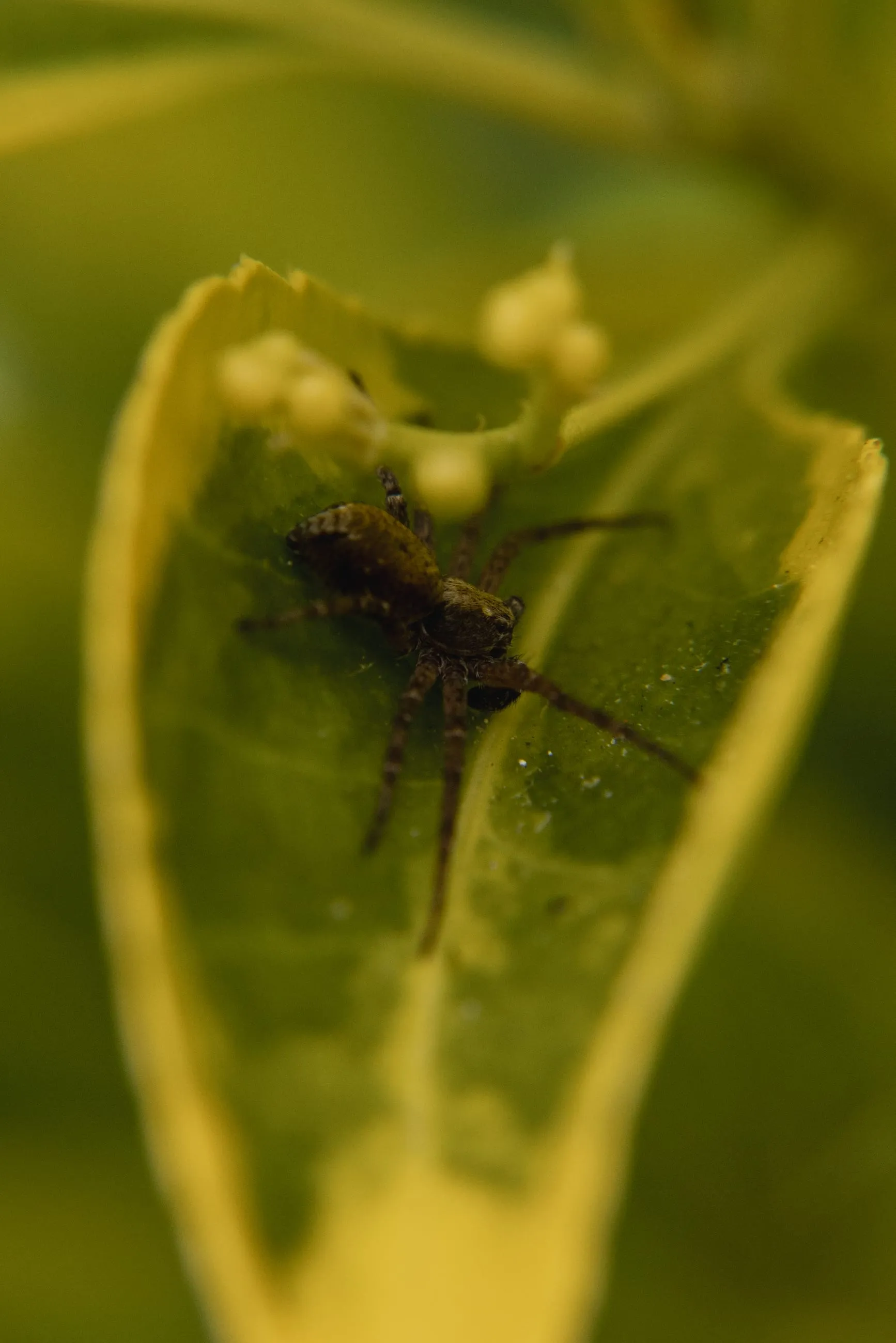 Insect silhouetted through a backlit leaf