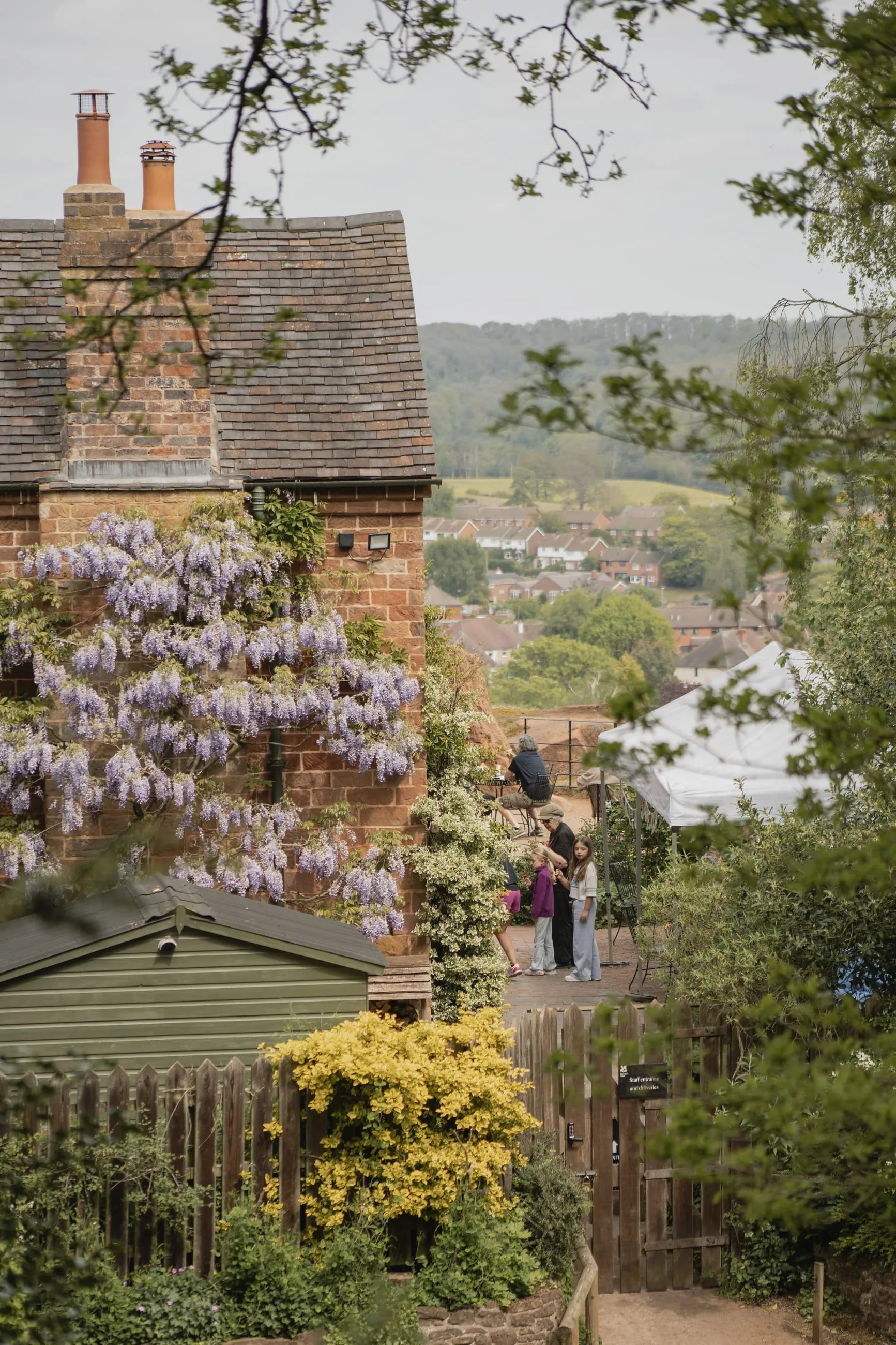 Glycine au-dessus d'une allée de jardin, des maisons au fond