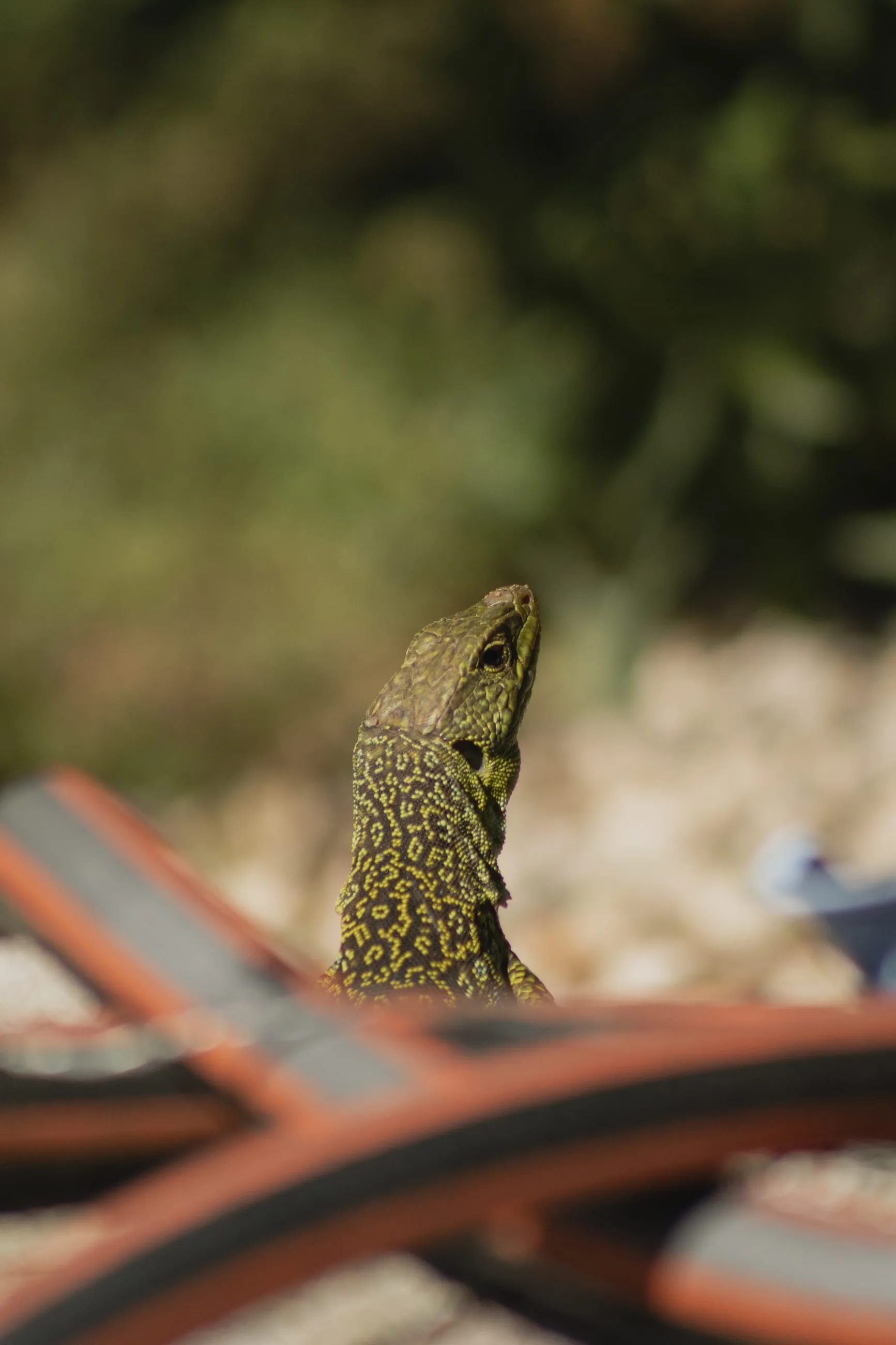 Lizard peering over an orange strap