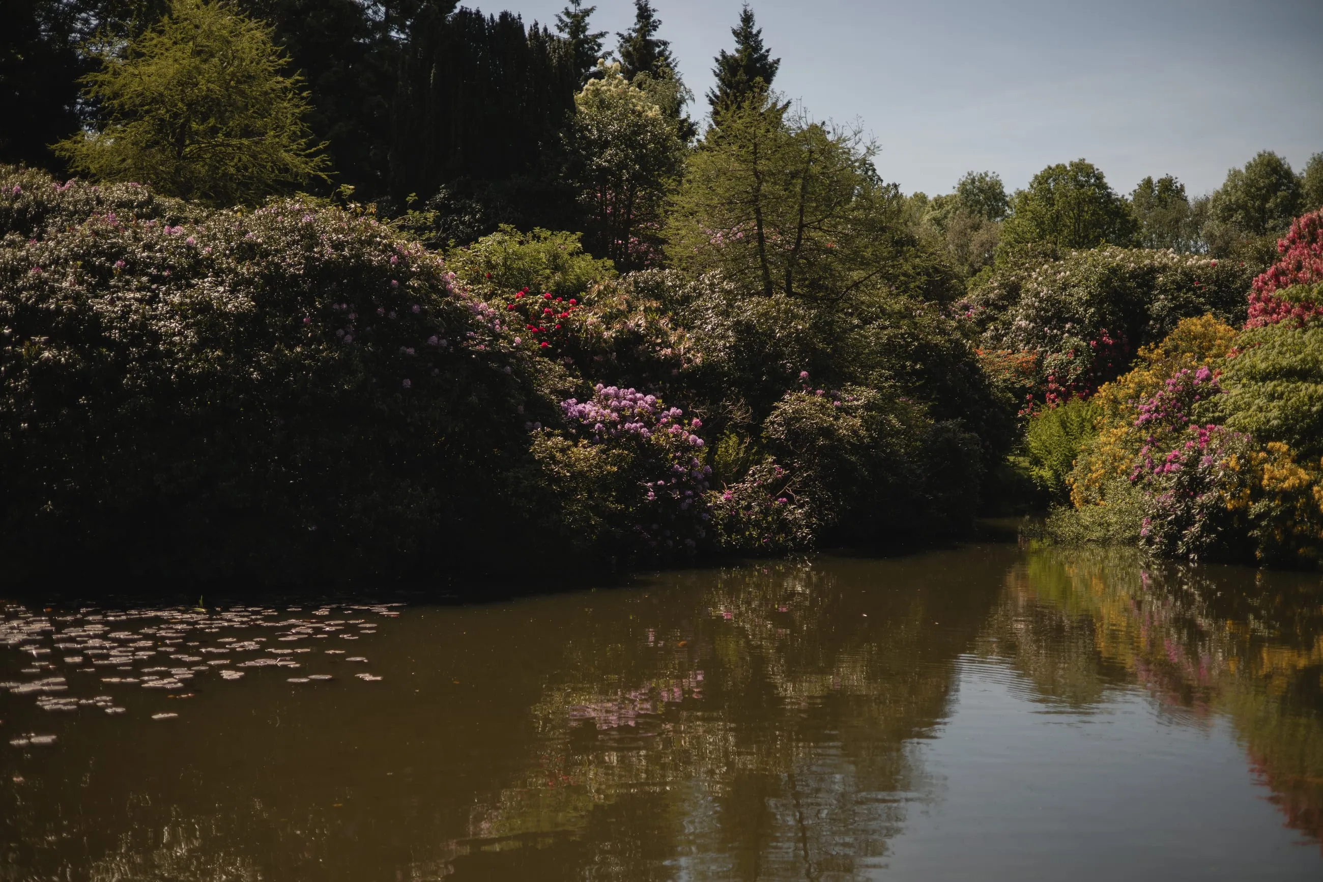 Lake ringed by rhododendrons in flower