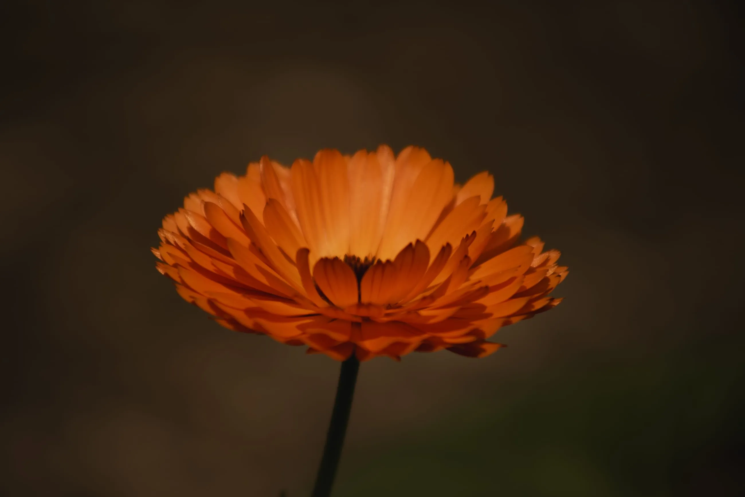 Orange marigold on a soft brown background