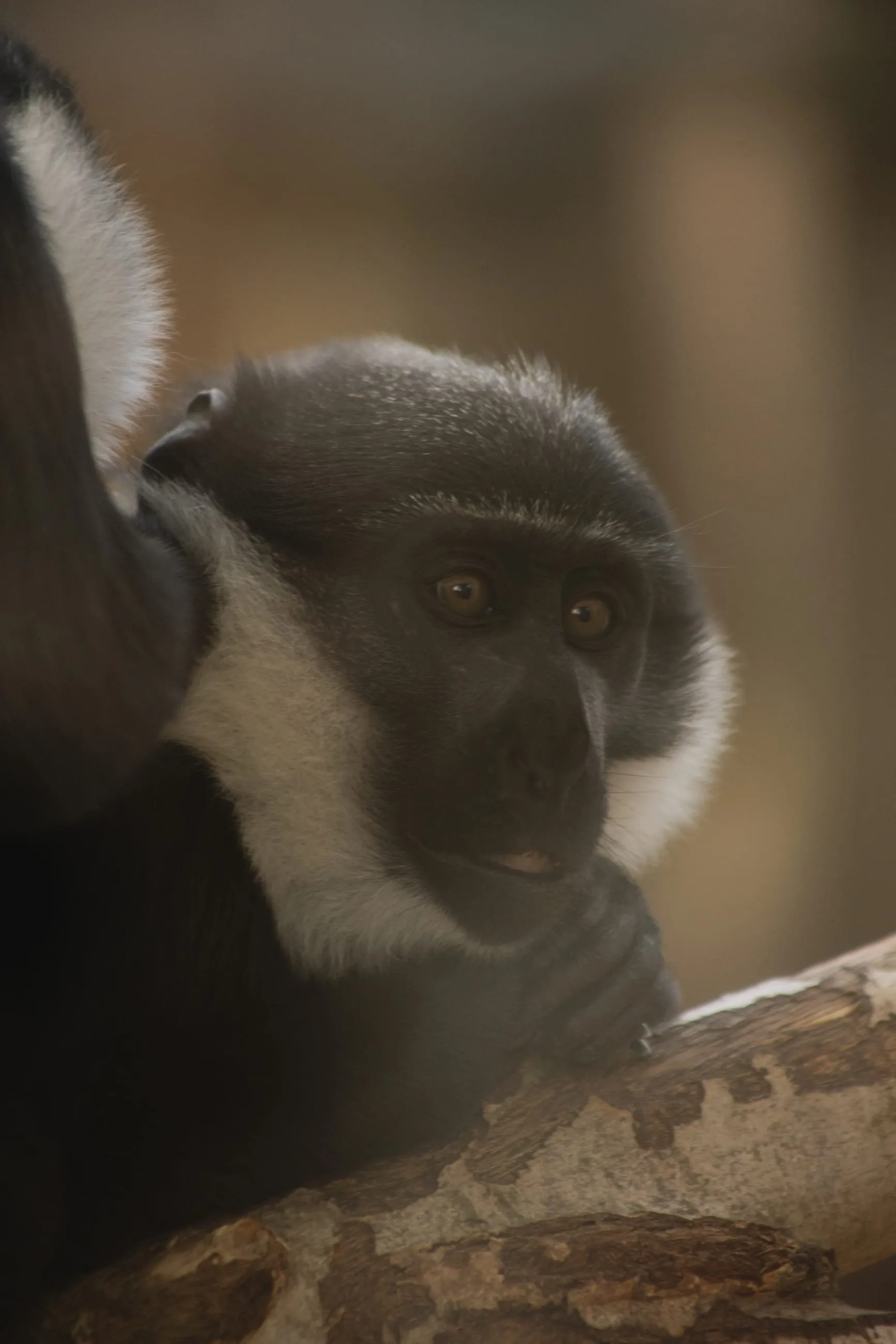 Black and white monkey resting against a branch