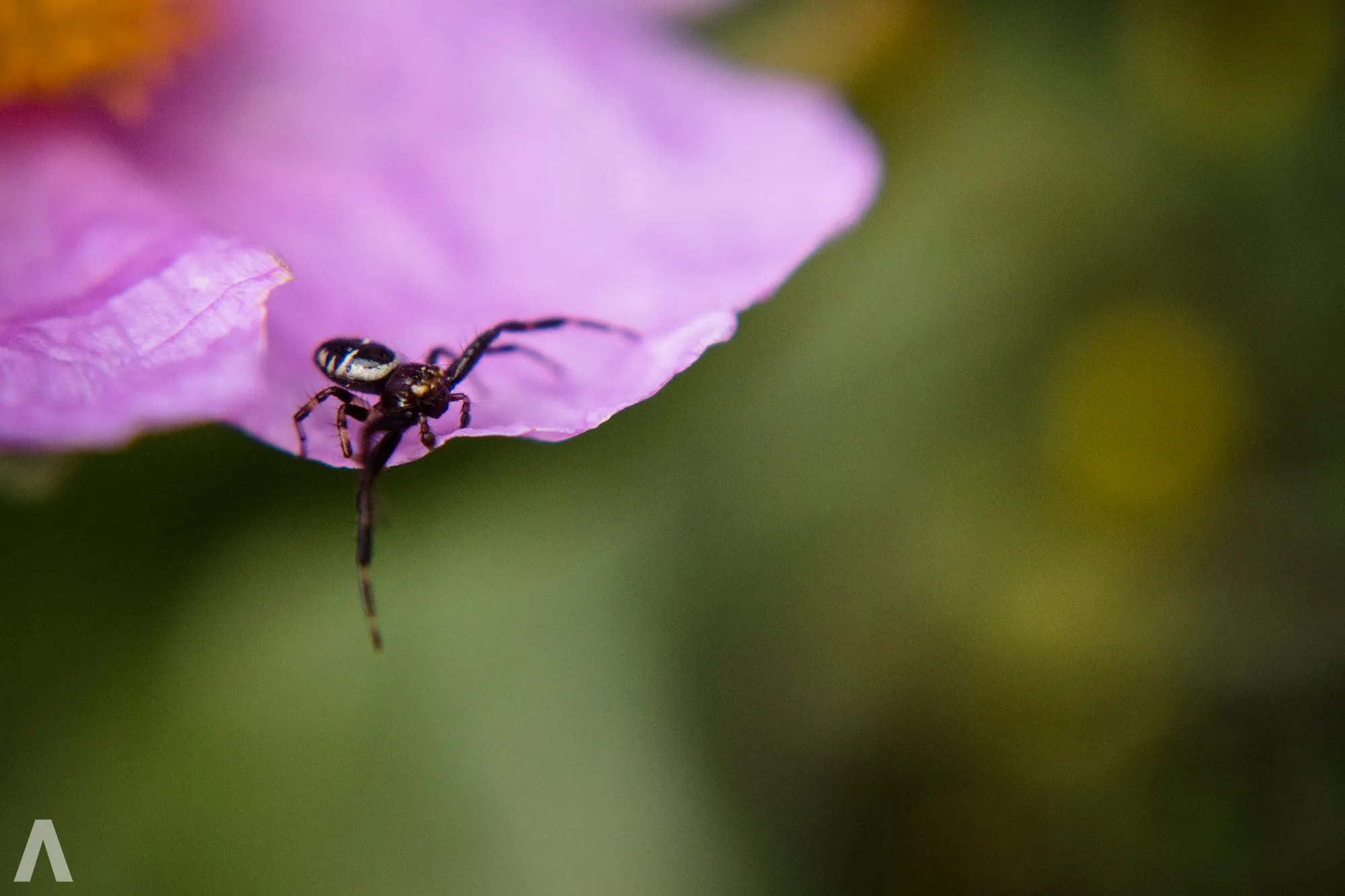 Tiny spider dangling from the edge of a pink petal