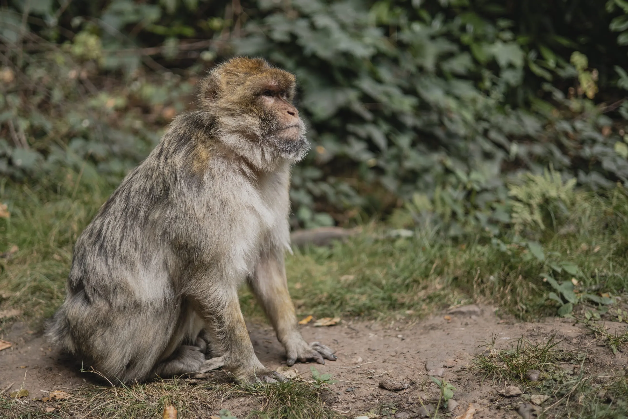 Barbary macaque sitting on a woodland path