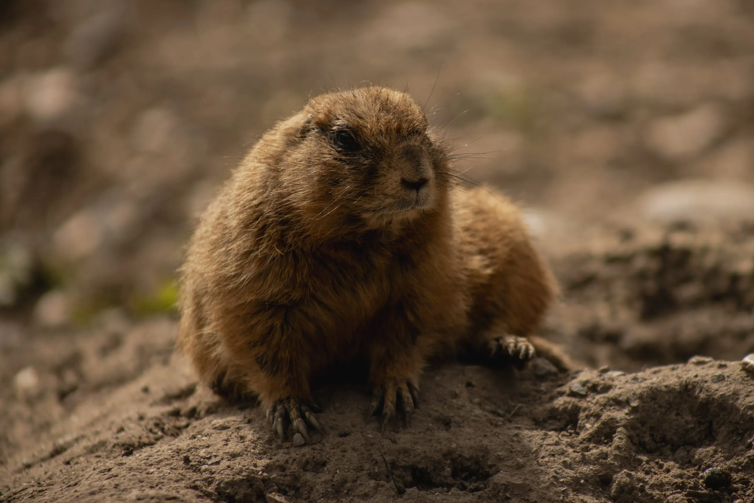 Prairie dog sitting on a sandy mound