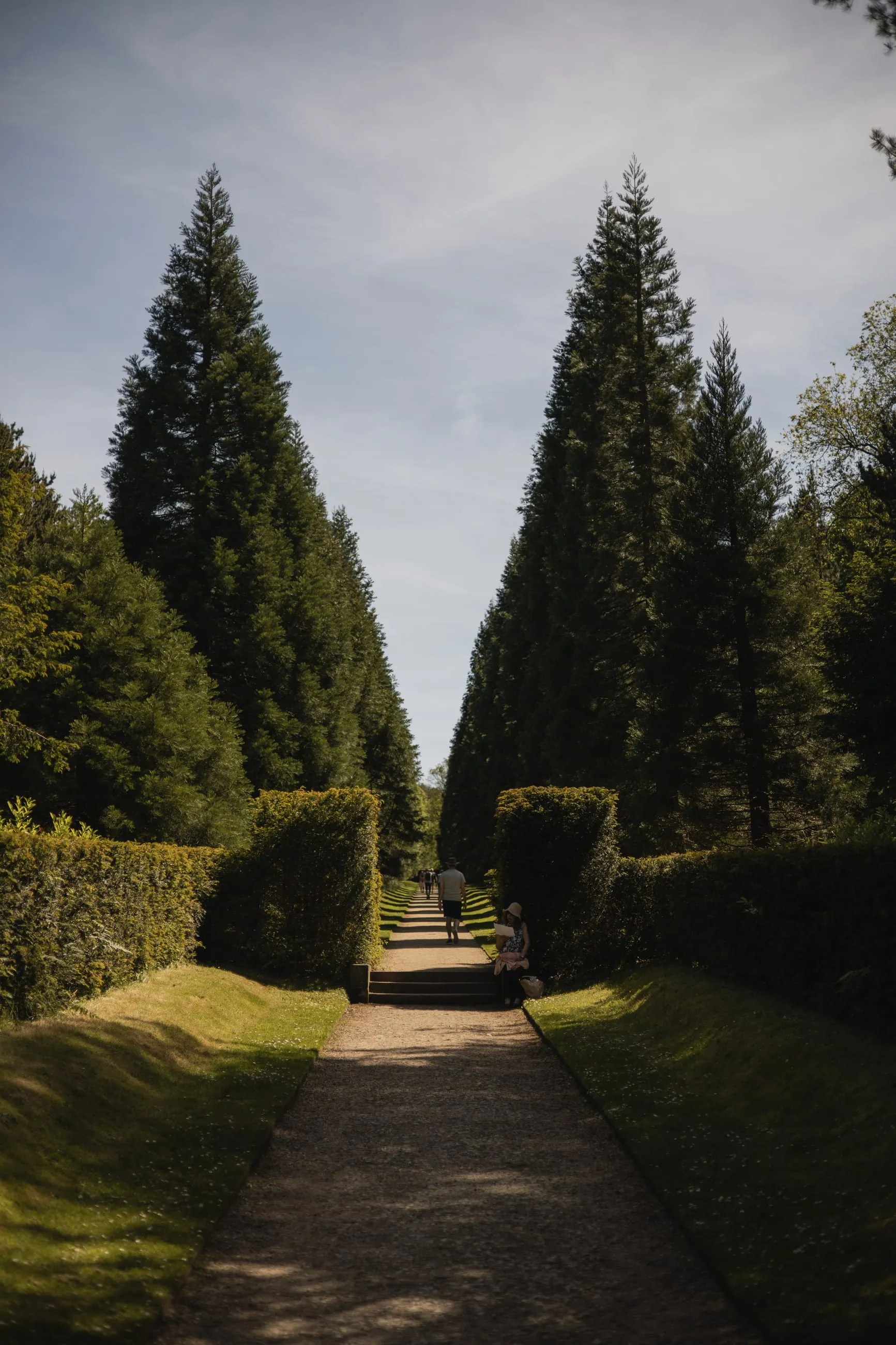 Gravel path between two tall conifers