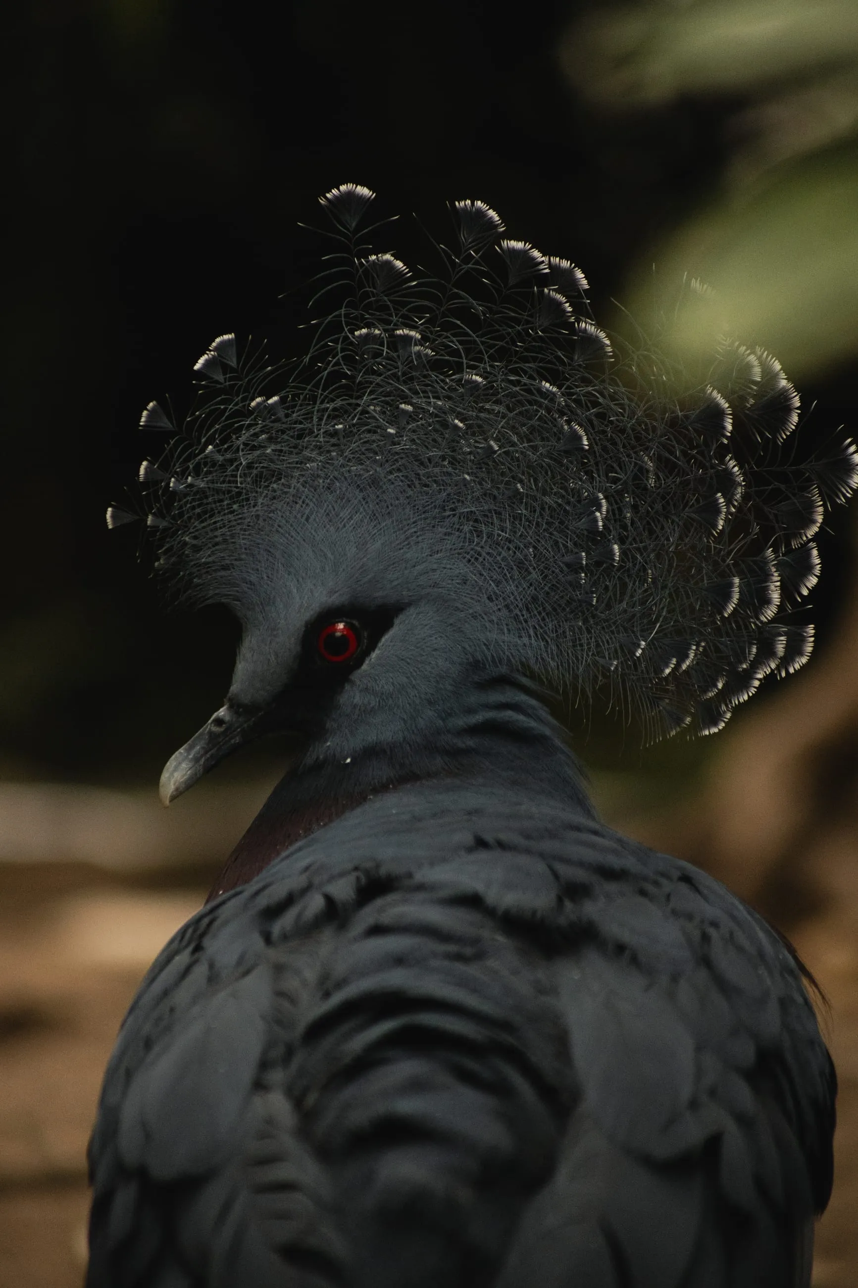 Victoria crowned pigeon with lace-like crest