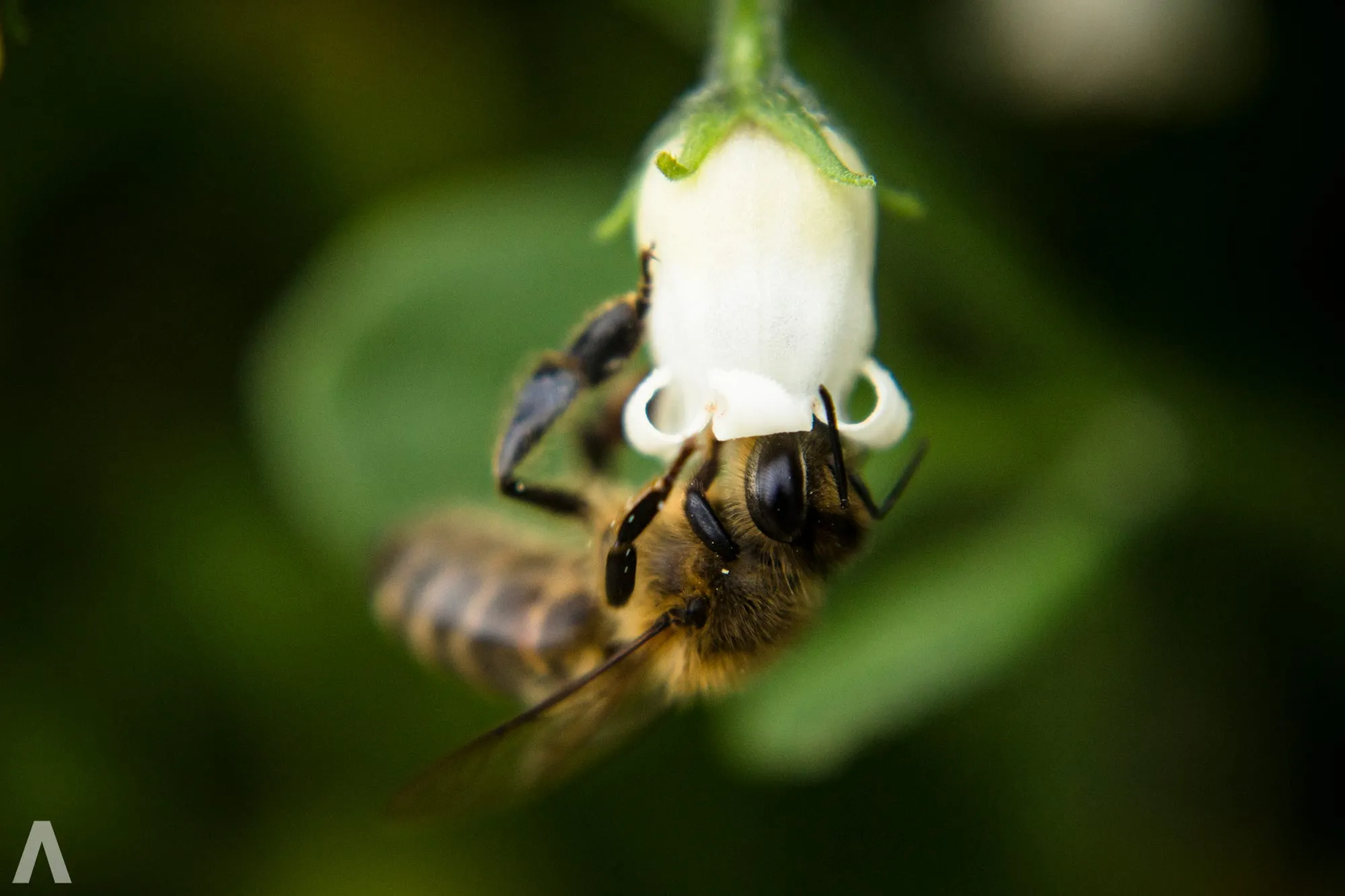 Bee clinging upside down to a white bell flower