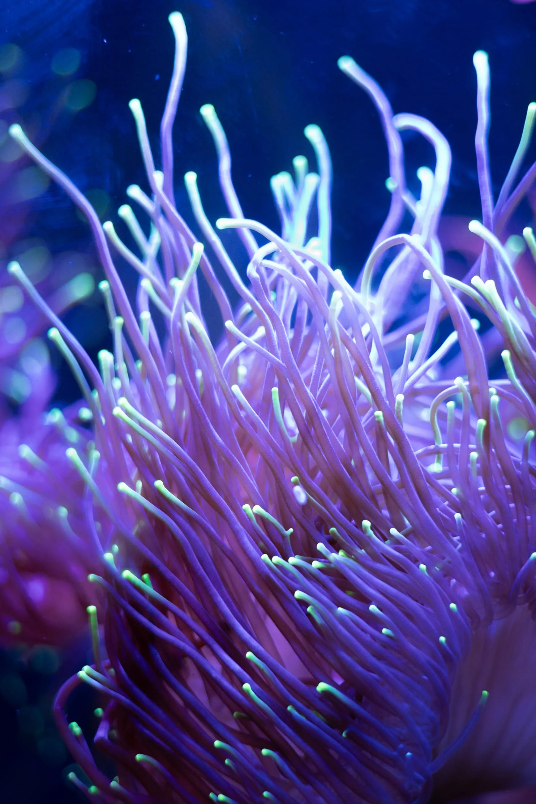 Purple anemone tentacles in an aquarium