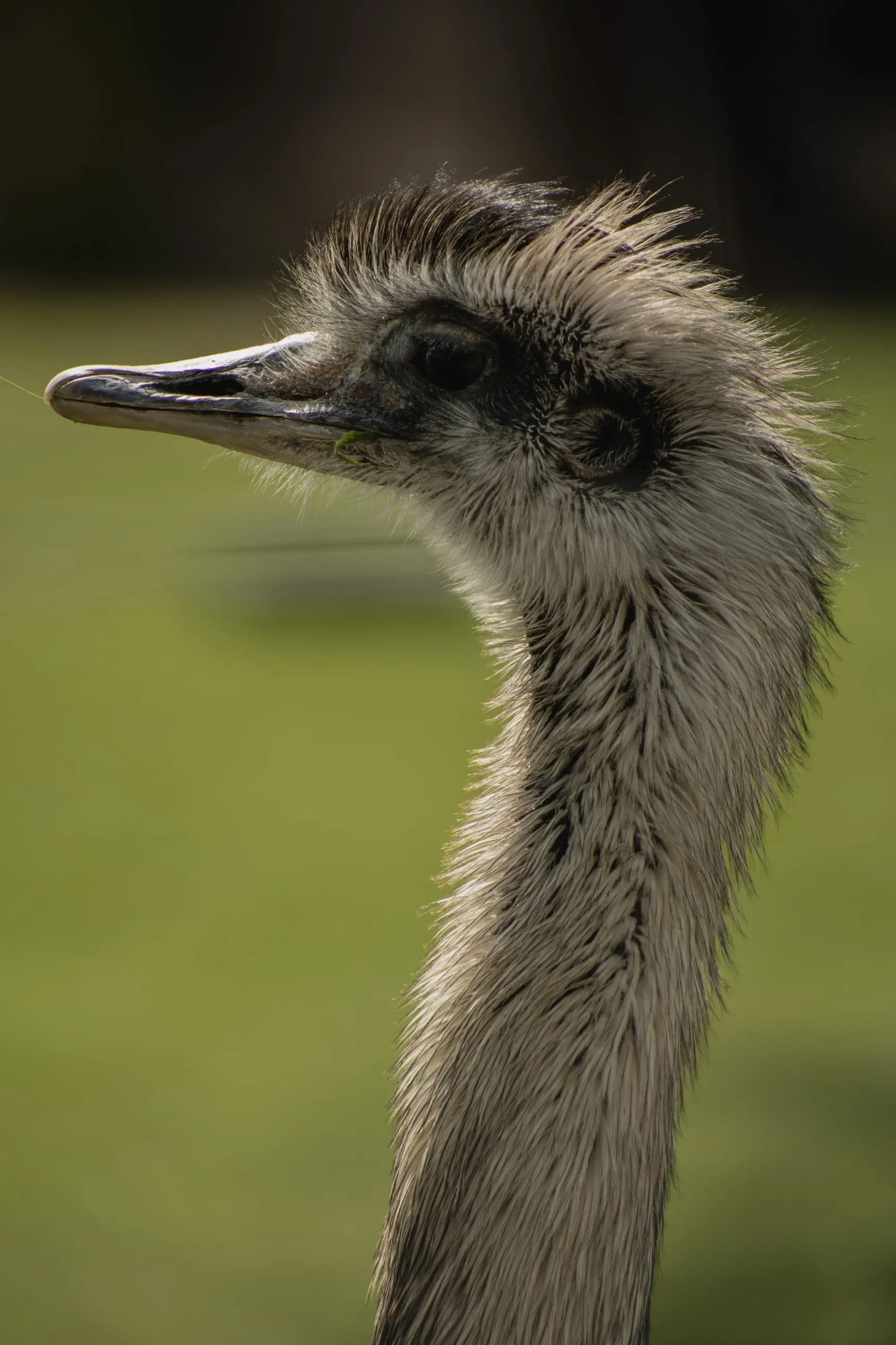 Emu head and neck against green grass