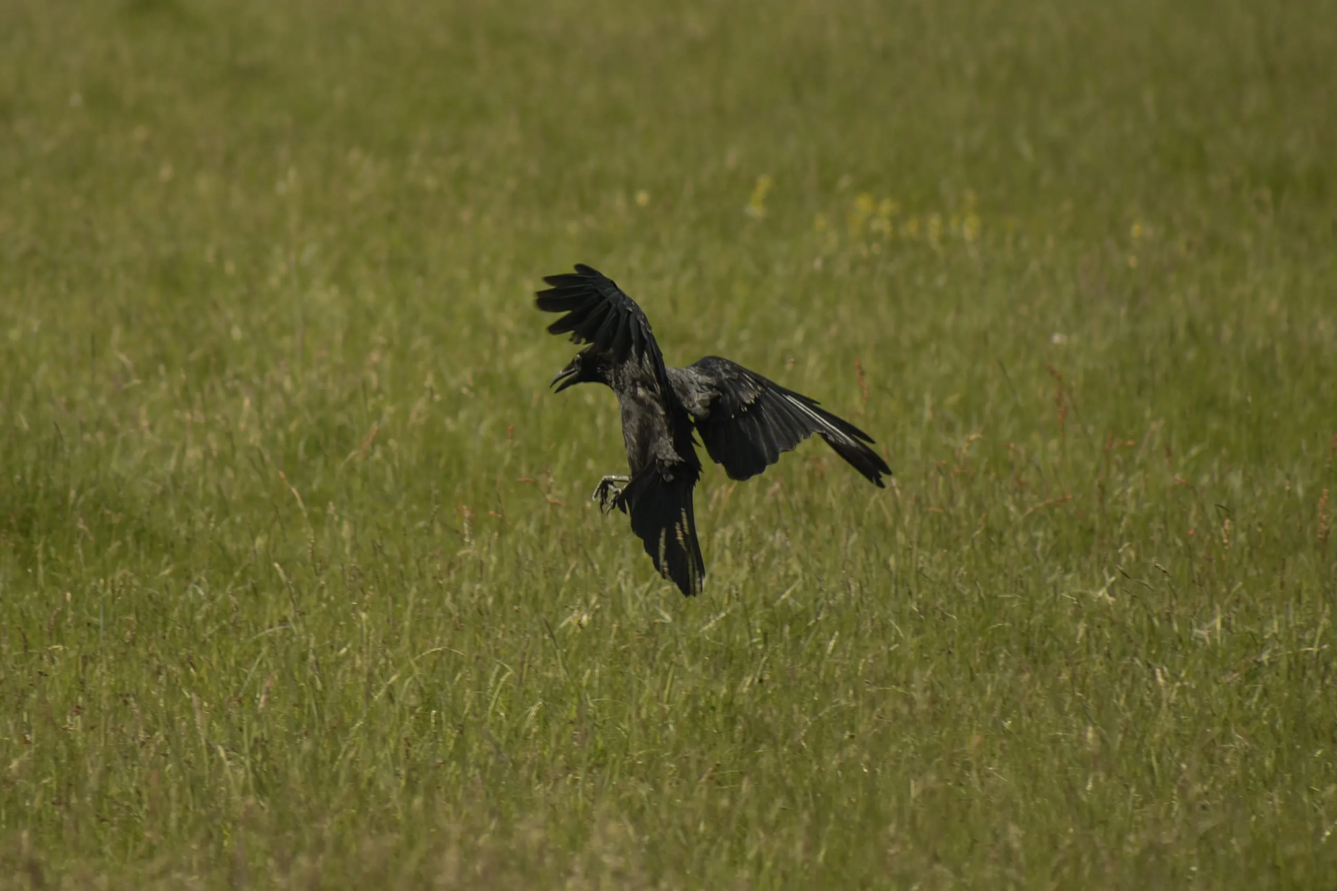 Crow taking off from long grass