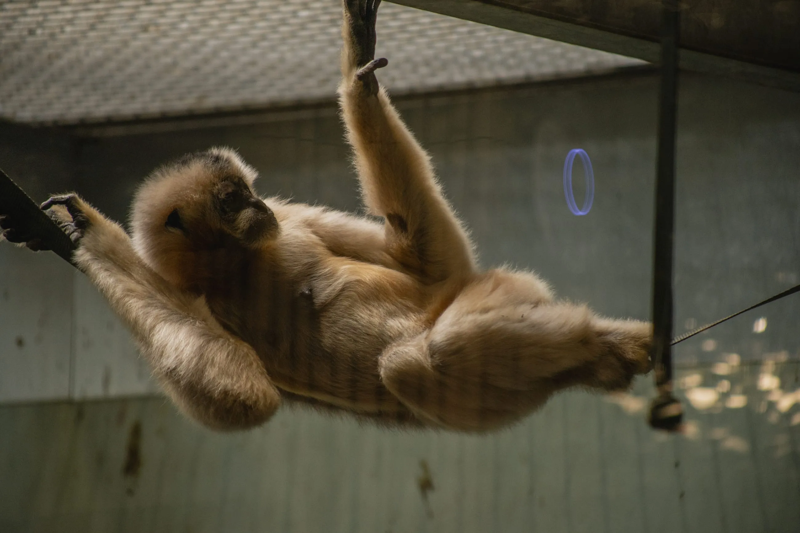 Gibbon stretched out between ropes mid-swing