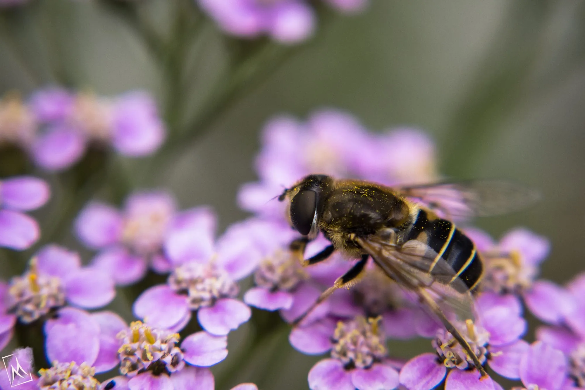 Hoverfly resting on pink yarrow