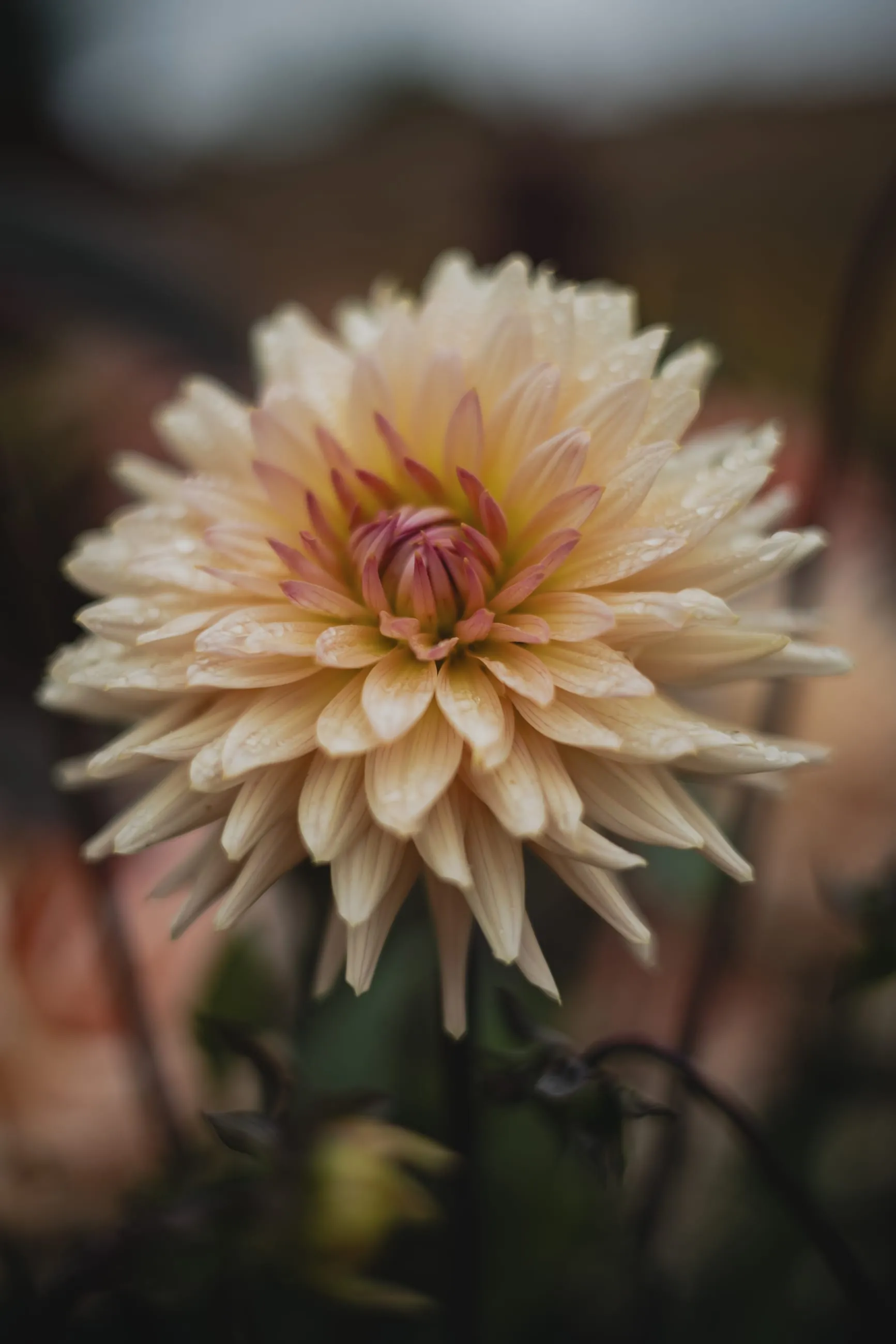Pale peach cactus dahlia in soft light