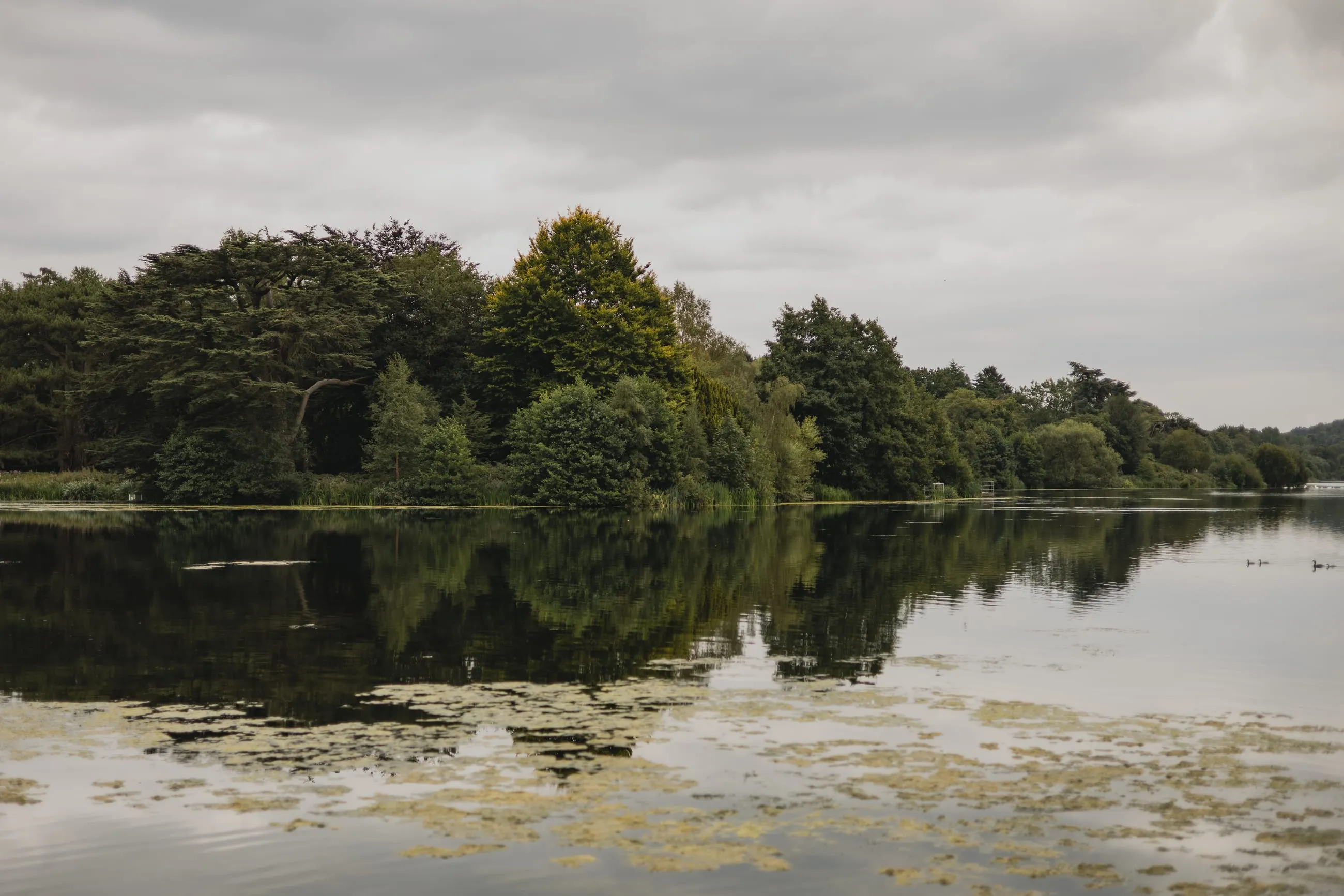 Lake reflecting trees under an overcast sky