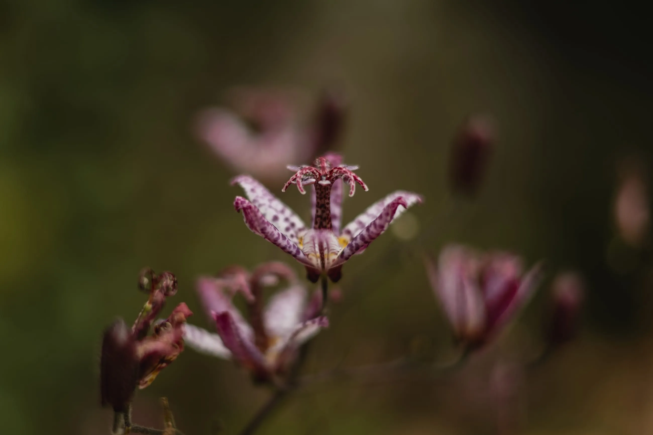 Speckled toad lilies against a dark background