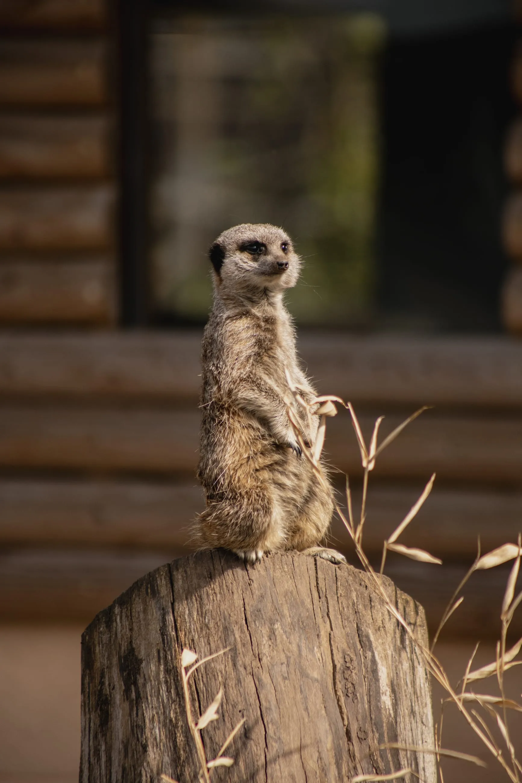 Meerkat on lookout atop a wooden post