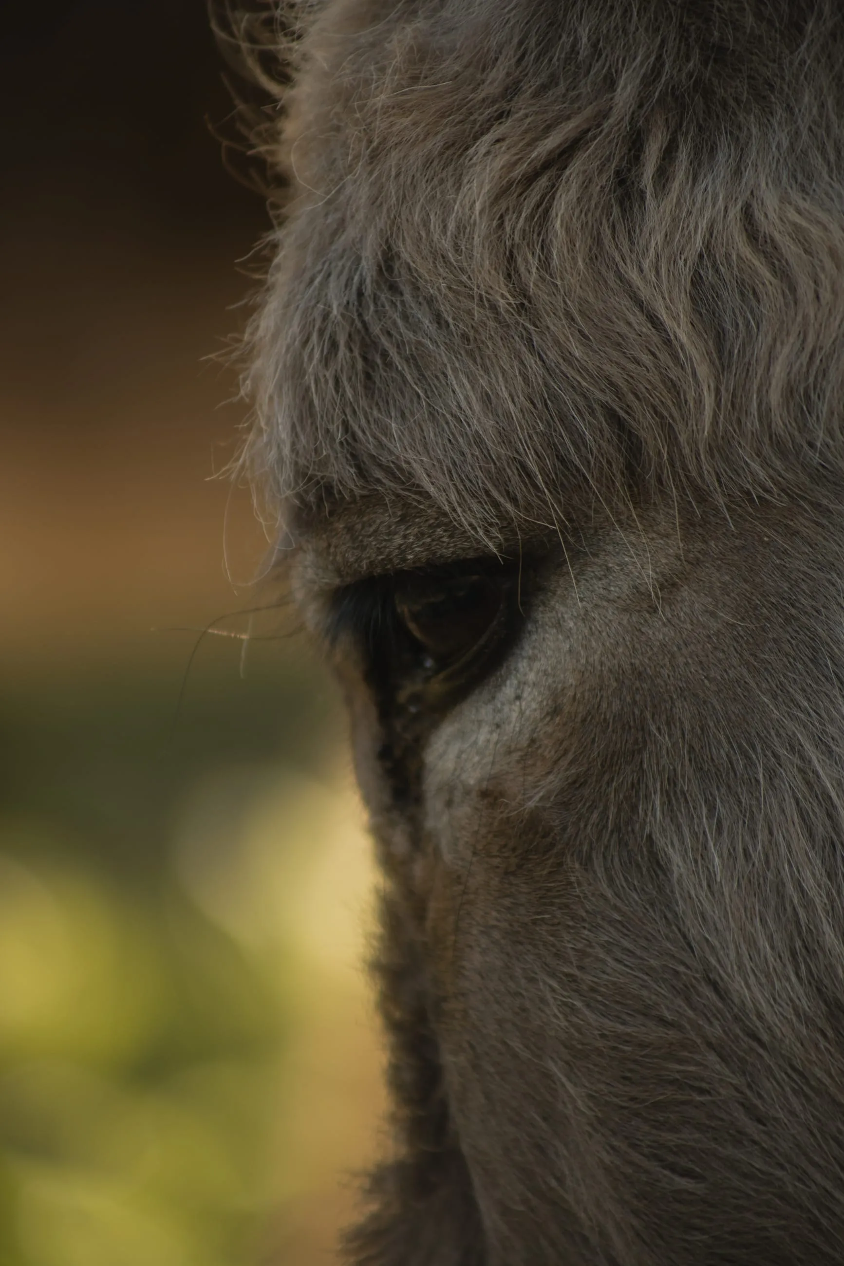 Close-up of a donkey's eye and shaggy fur