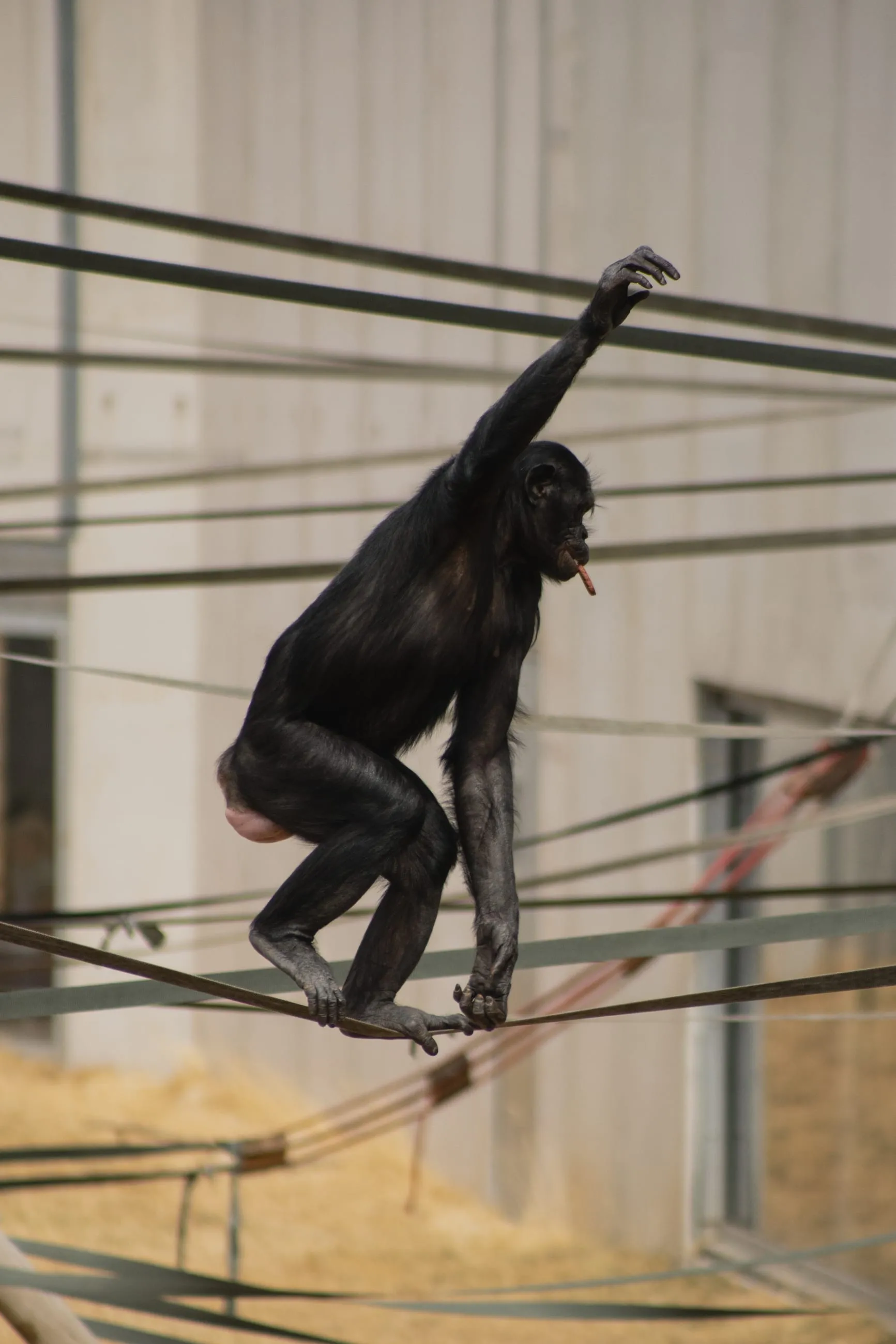 Bonobo balancing on ropes against a white wall