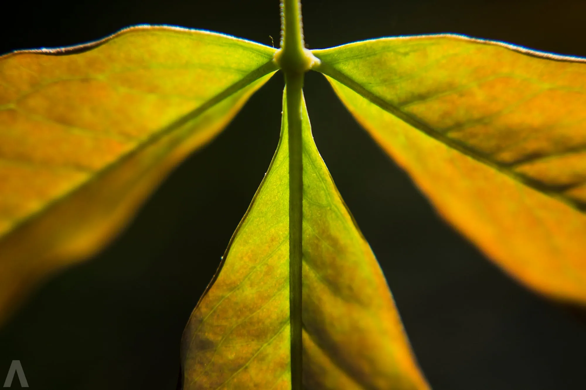 Backlit green and orange leaves fanning out