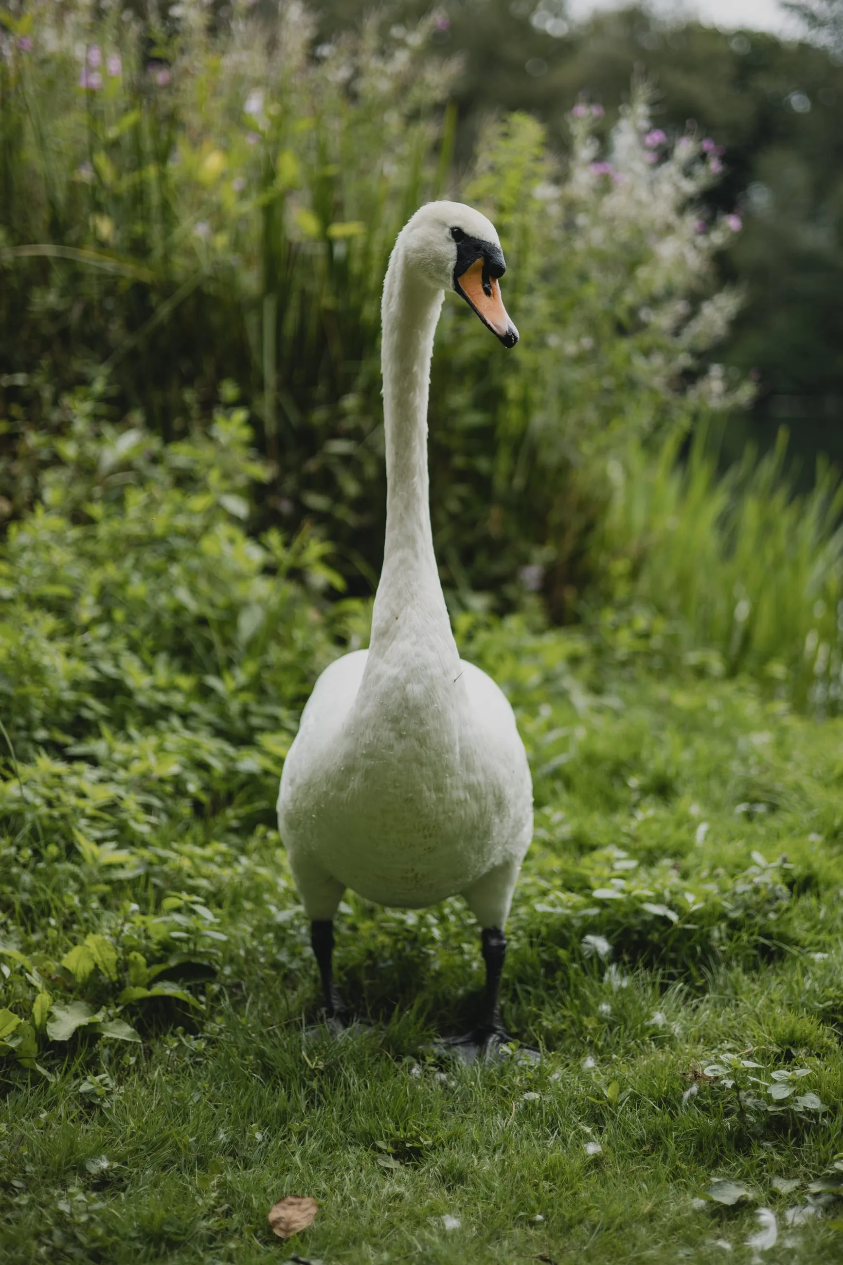 Mute swan standing in long grass