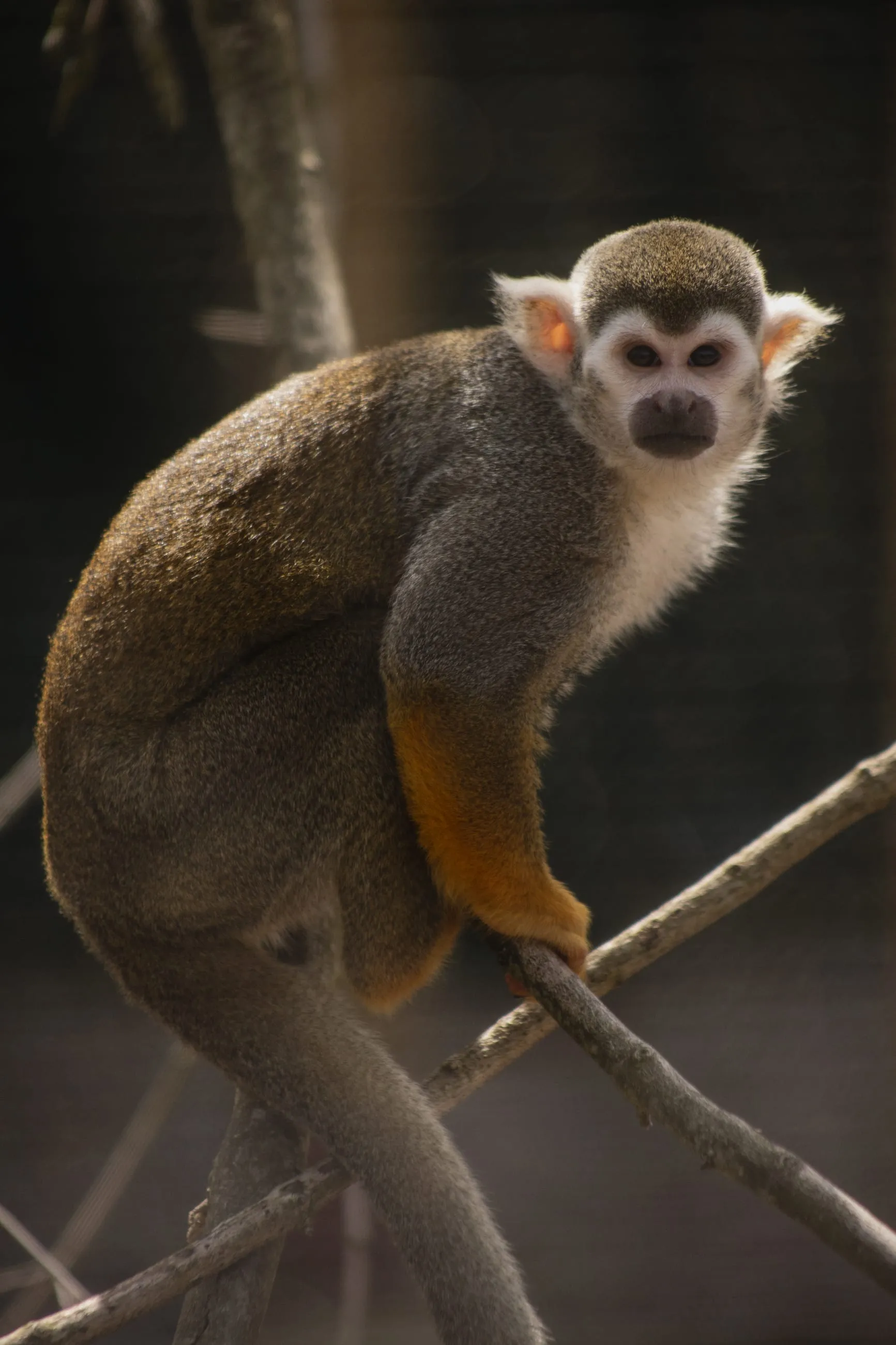 Squirrel monkey perched on a thin branch