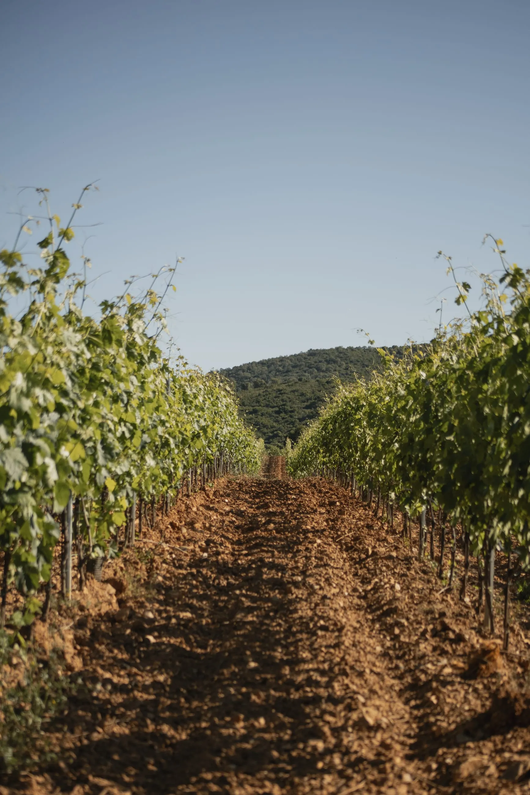 Furrowed vineyard row running towards hills