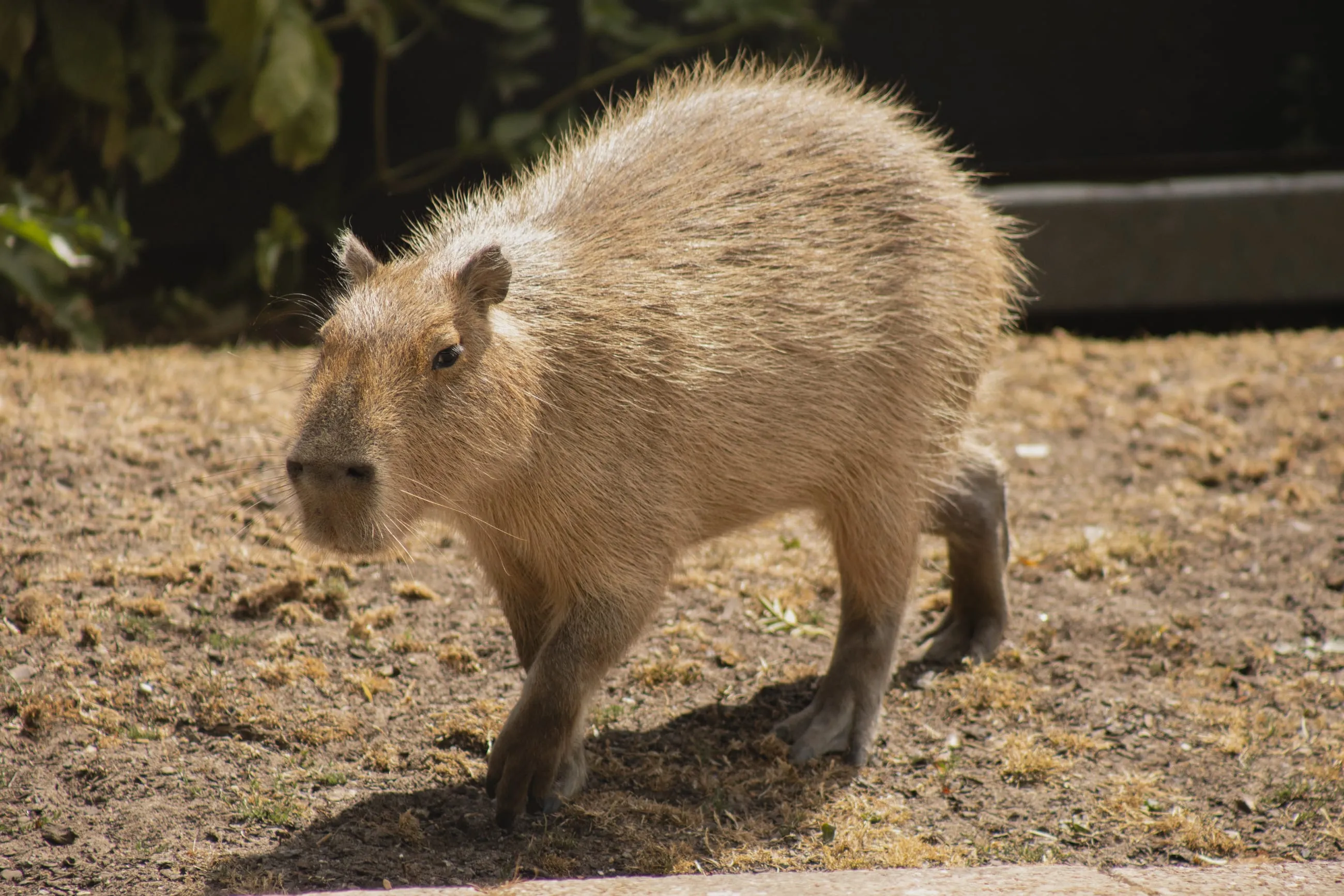Capybara walking across sunlit sand