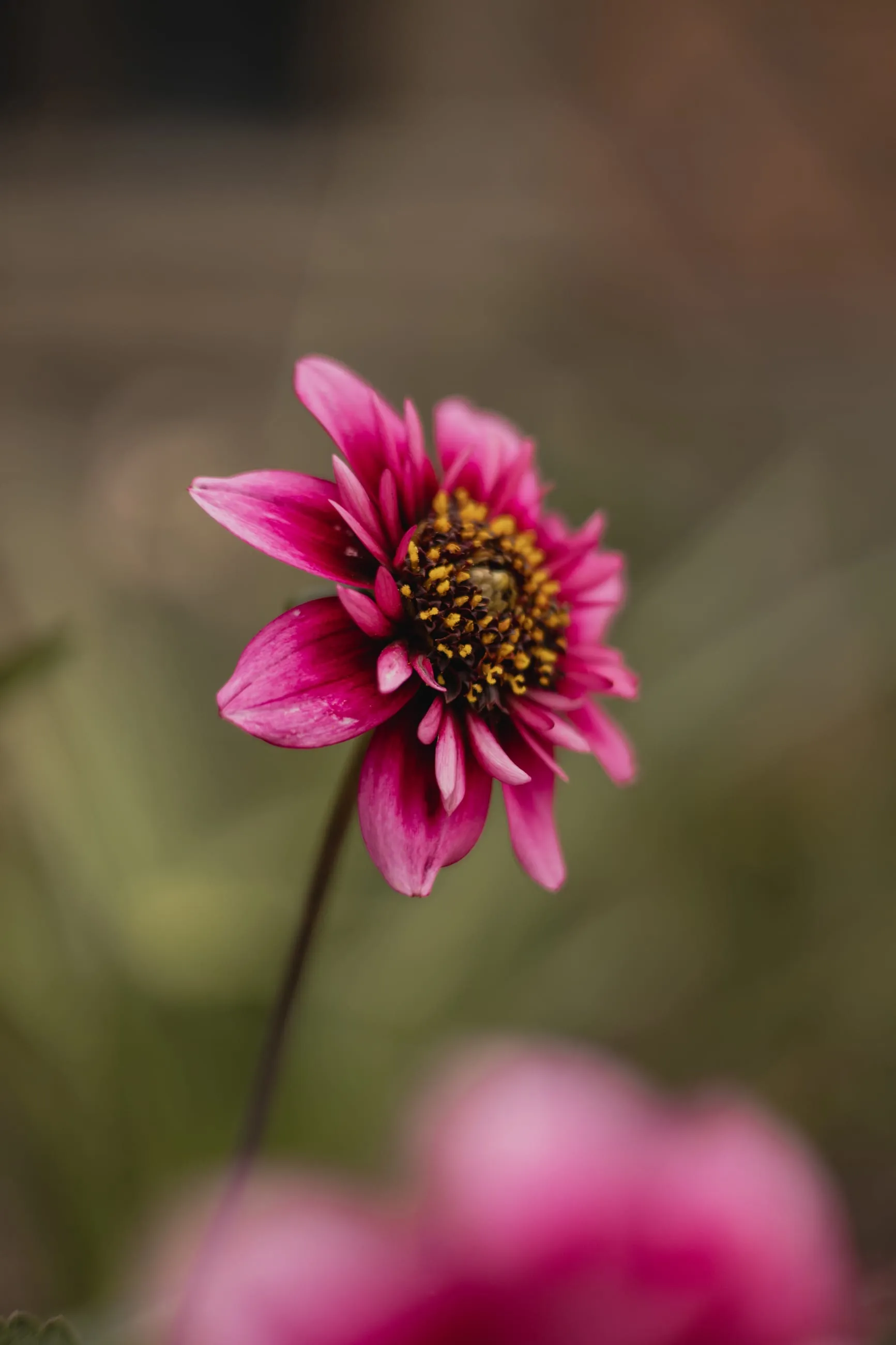 Single pink dahlia against a soft background