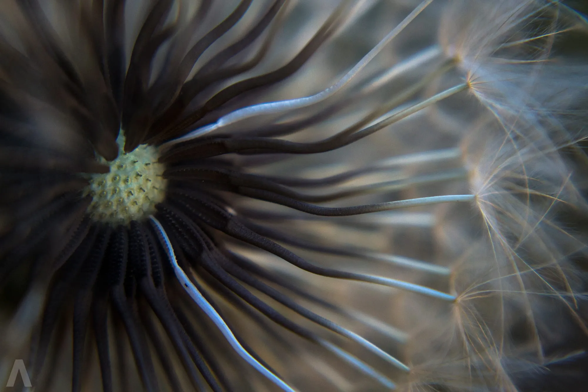 Dandelion clock seen from inside, radiating seeds