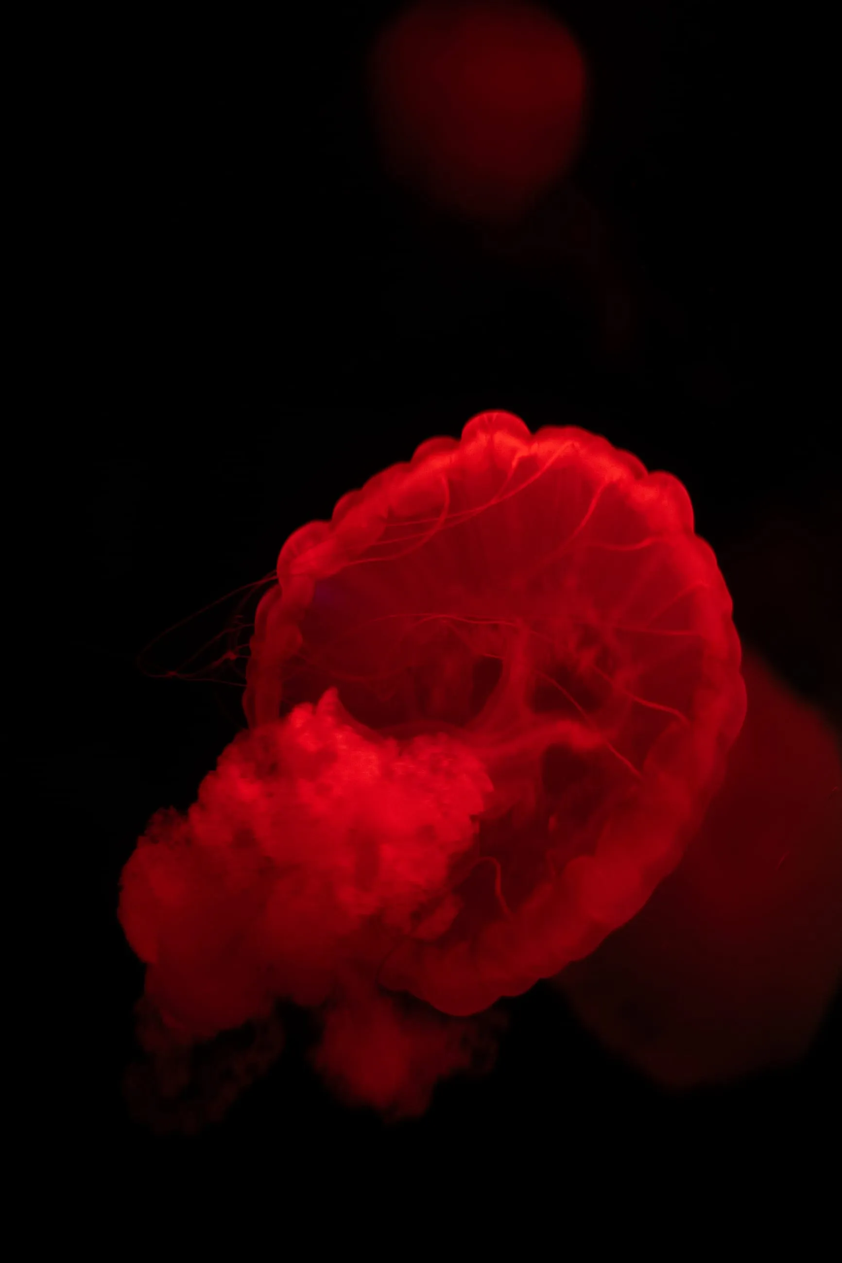 Red jellyfish floating against black