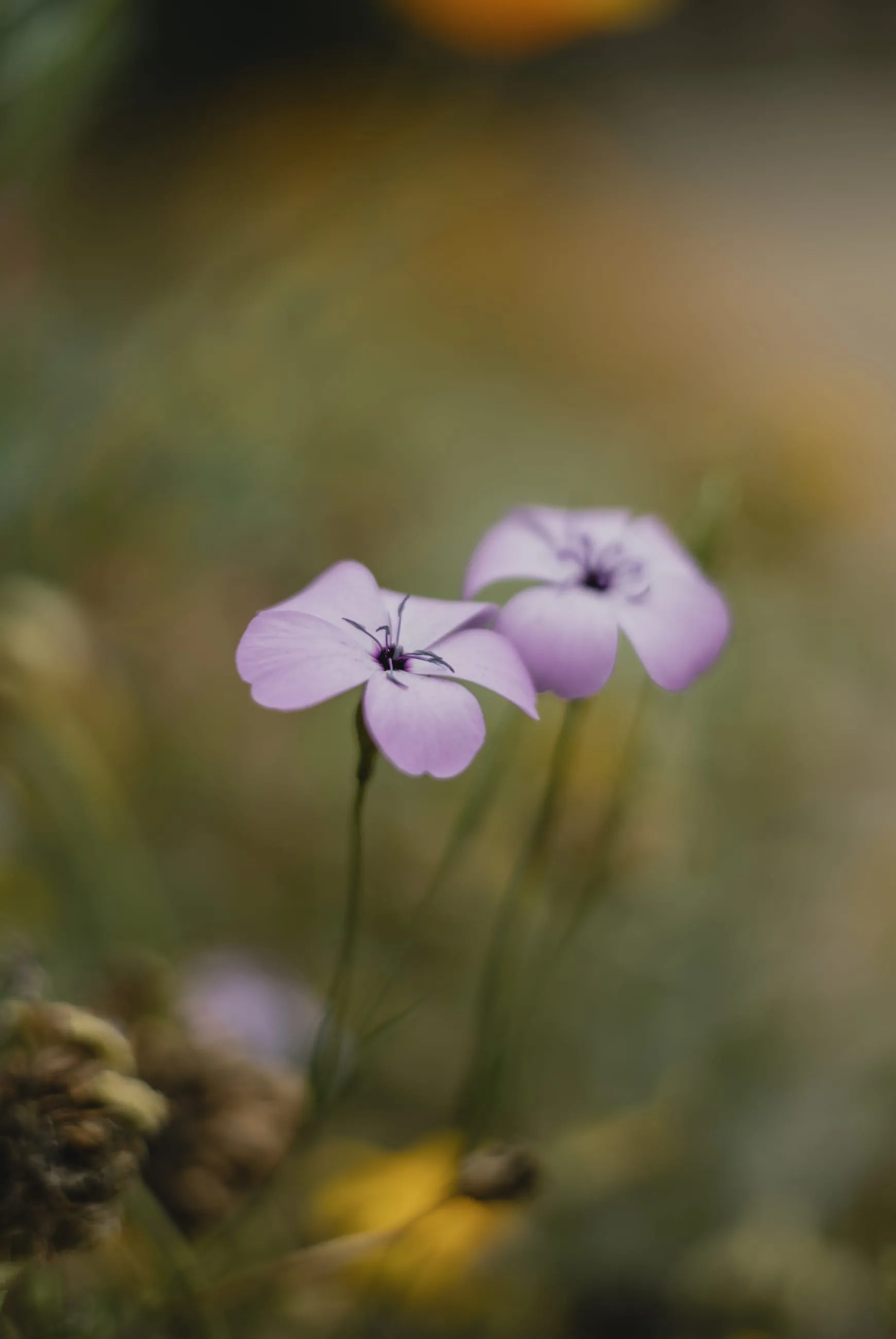 Small lilac flowers in shallow focus