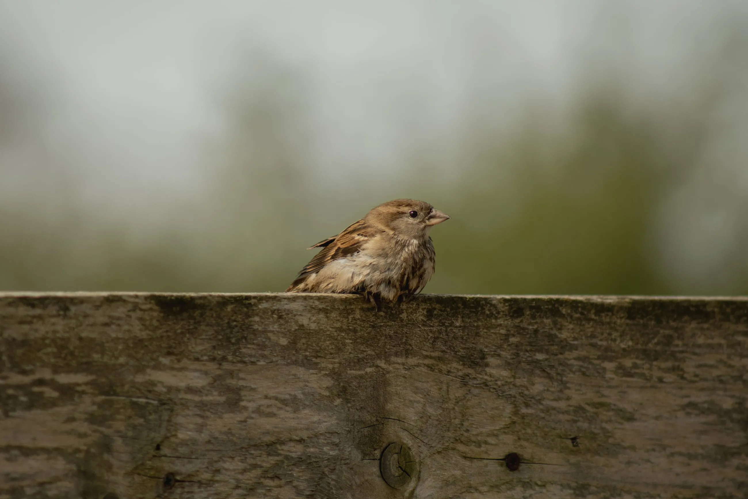 Sparrow on a weathered fence, lots of space