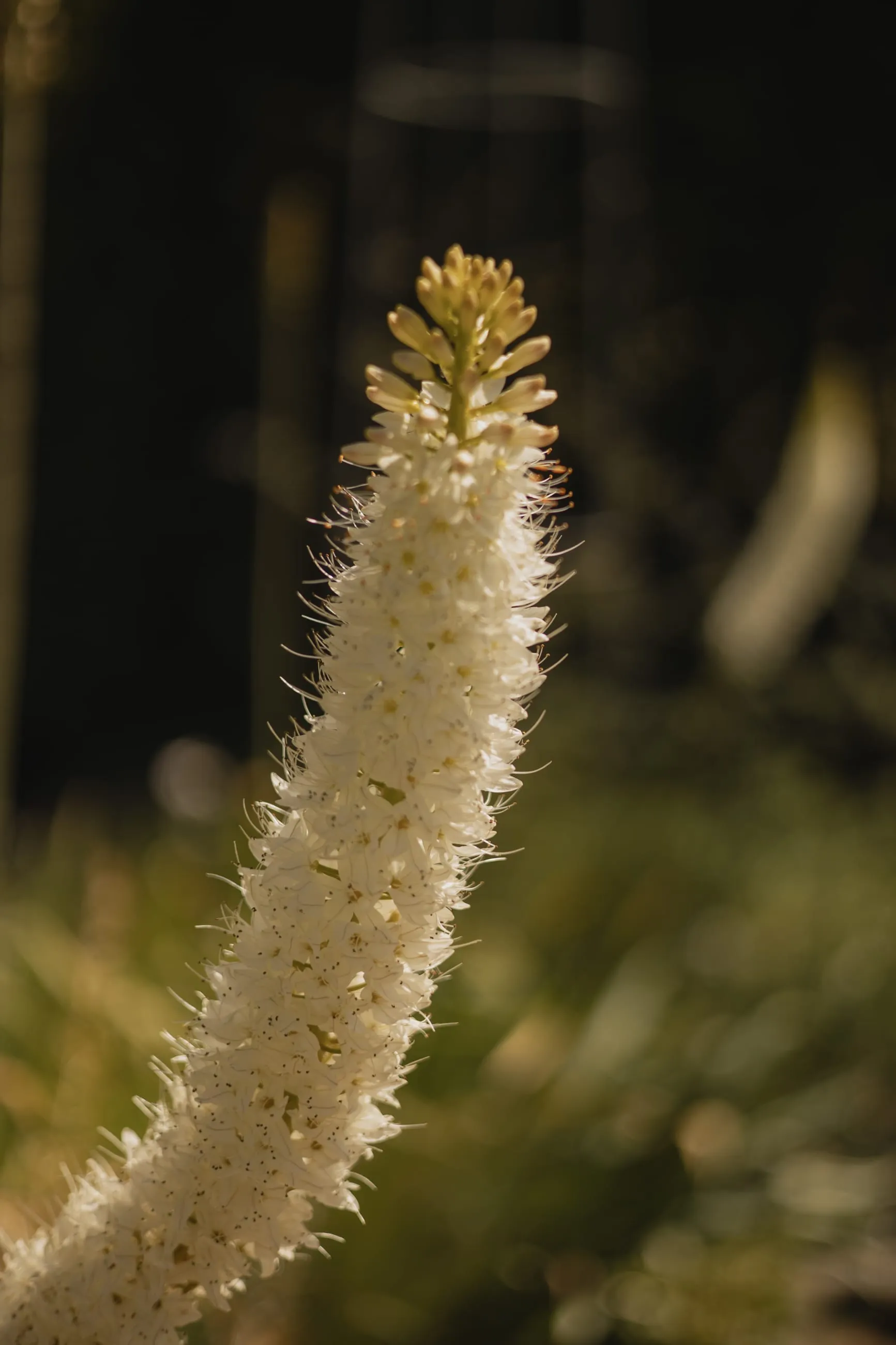 Pale flower spike glowing against dark leaves