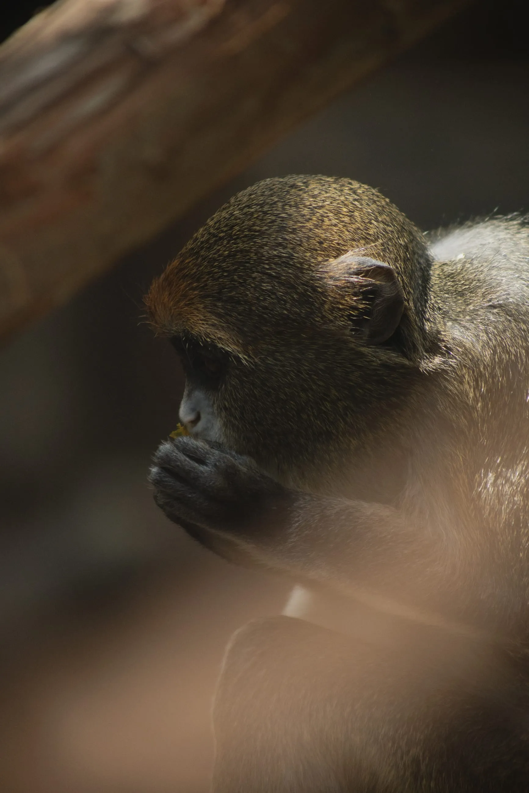Monkey half hidden behind soft out-of-focus foreground