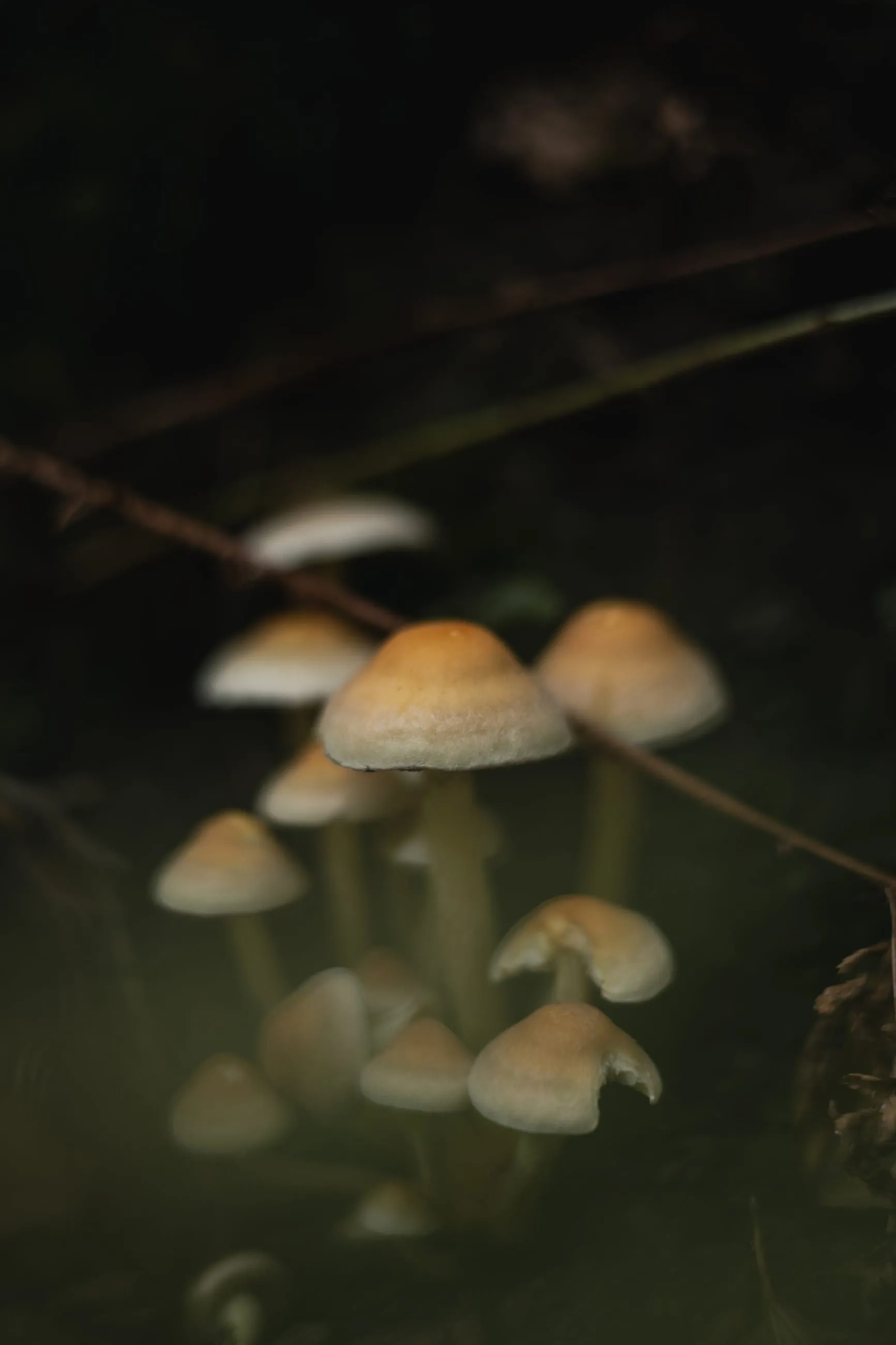 Pale mushrooms glowing in dark undergrowth