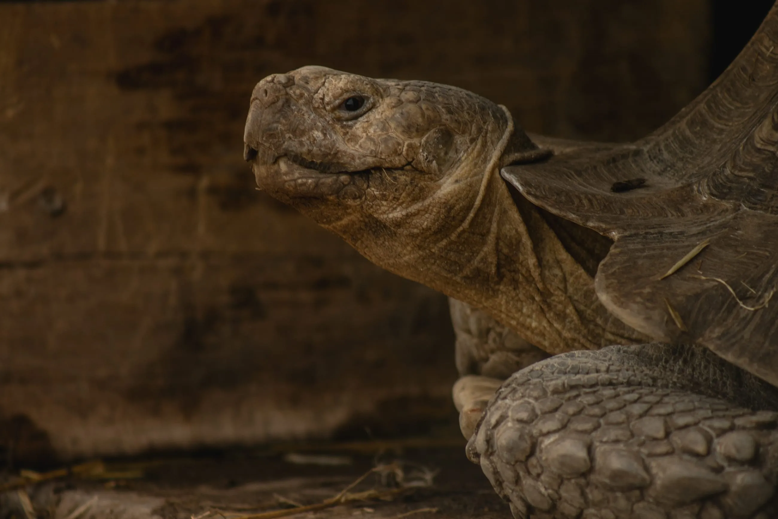 Tortoise head emerging from its shell
