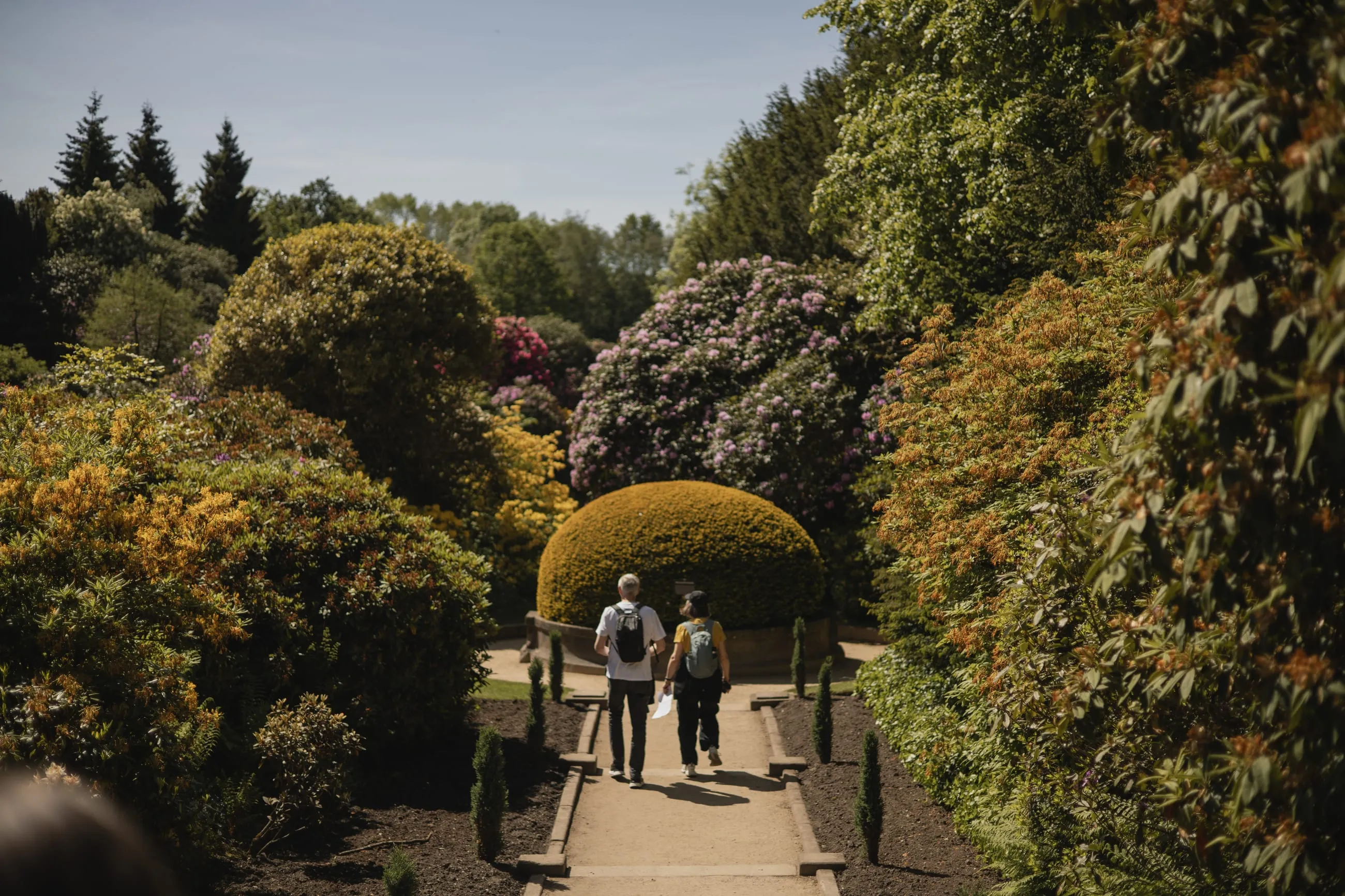 Couple walking a path between rhododendrons