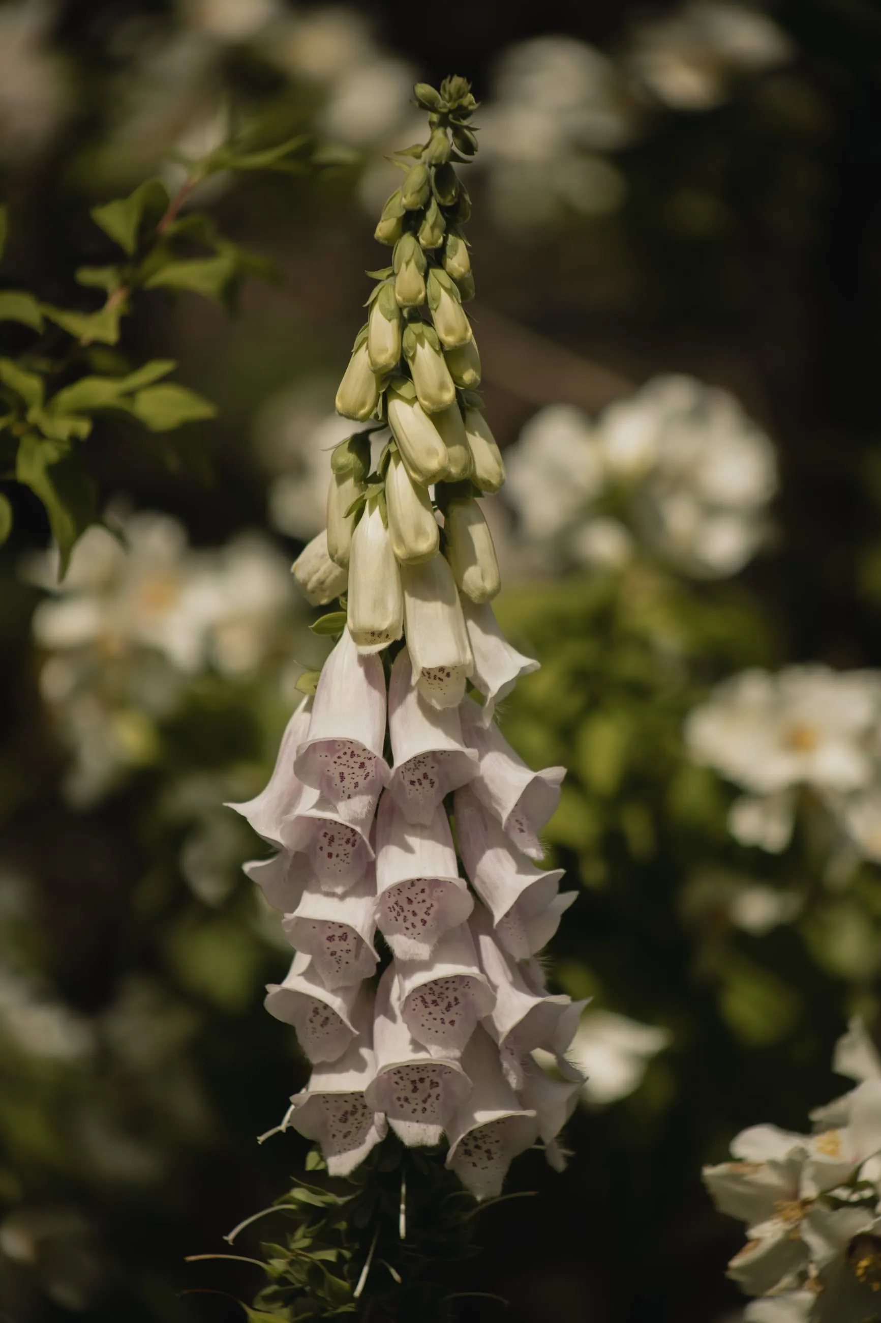 White foxgloves among garden flowers