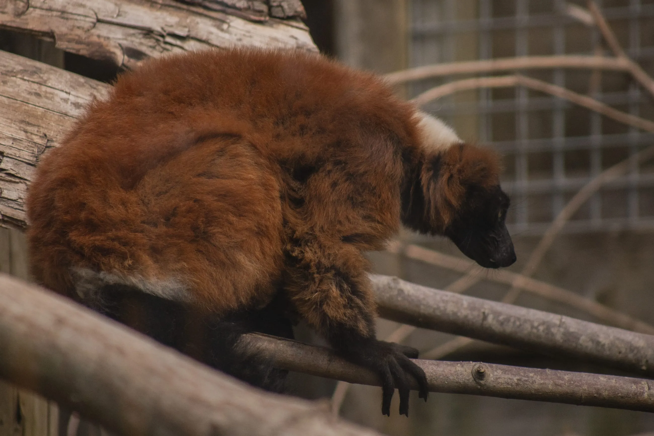 Red ruffed lemur crouched on wooden poles