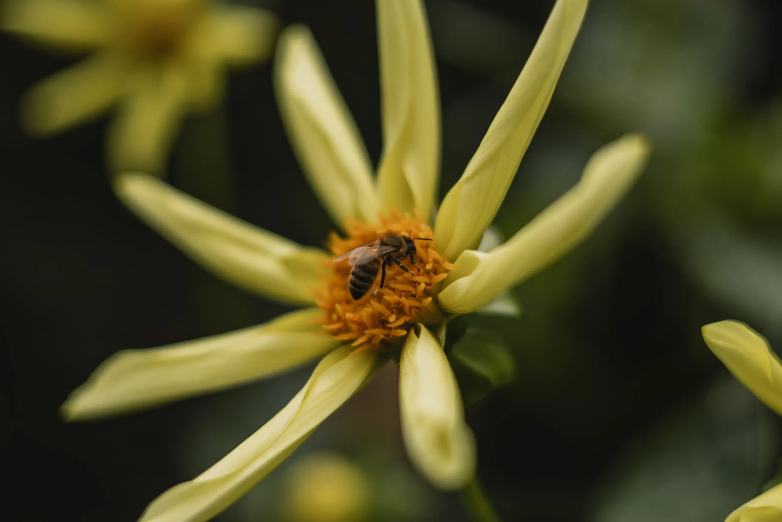 Bee on a spidery yellow dahlia