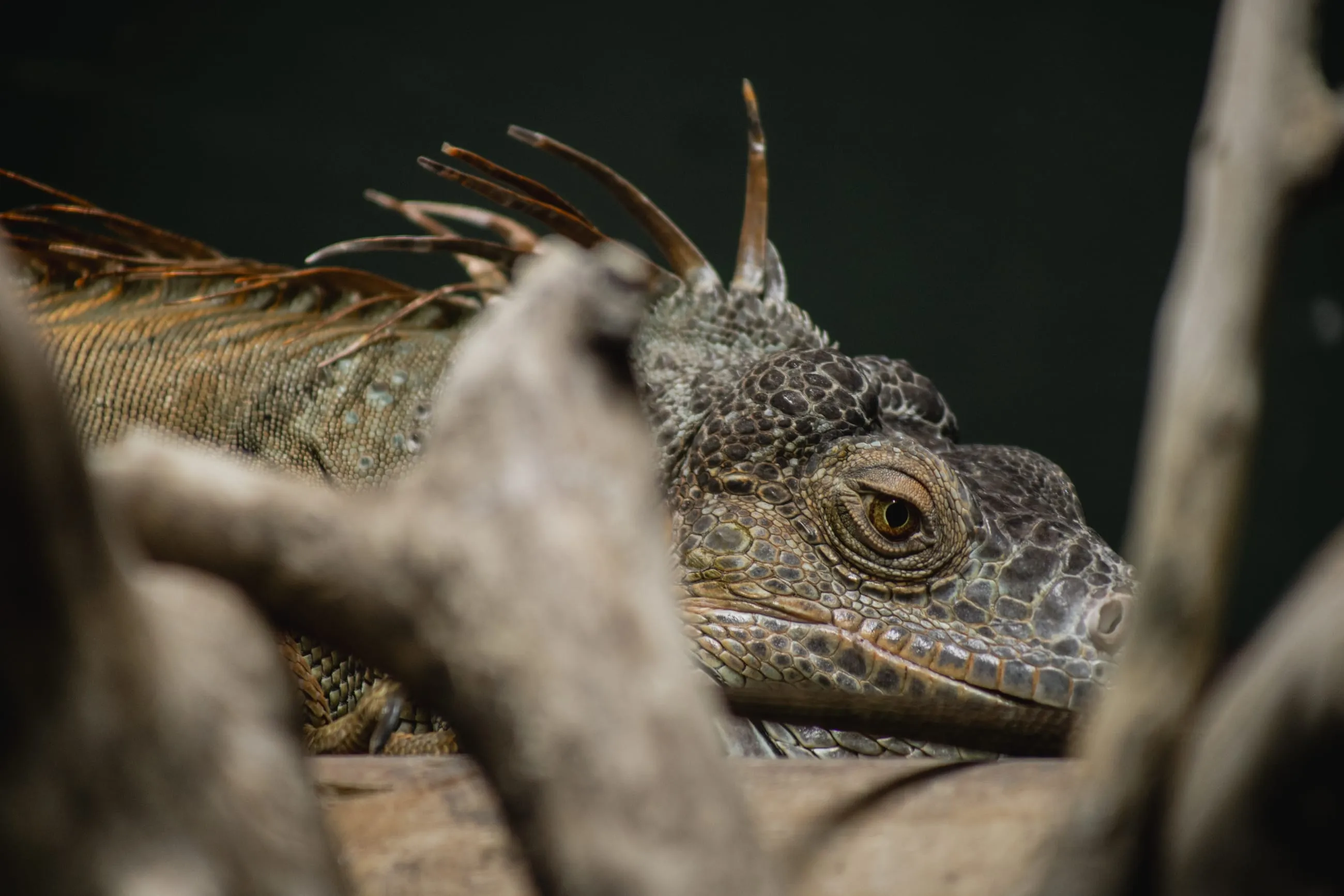 Iguana peering through branches