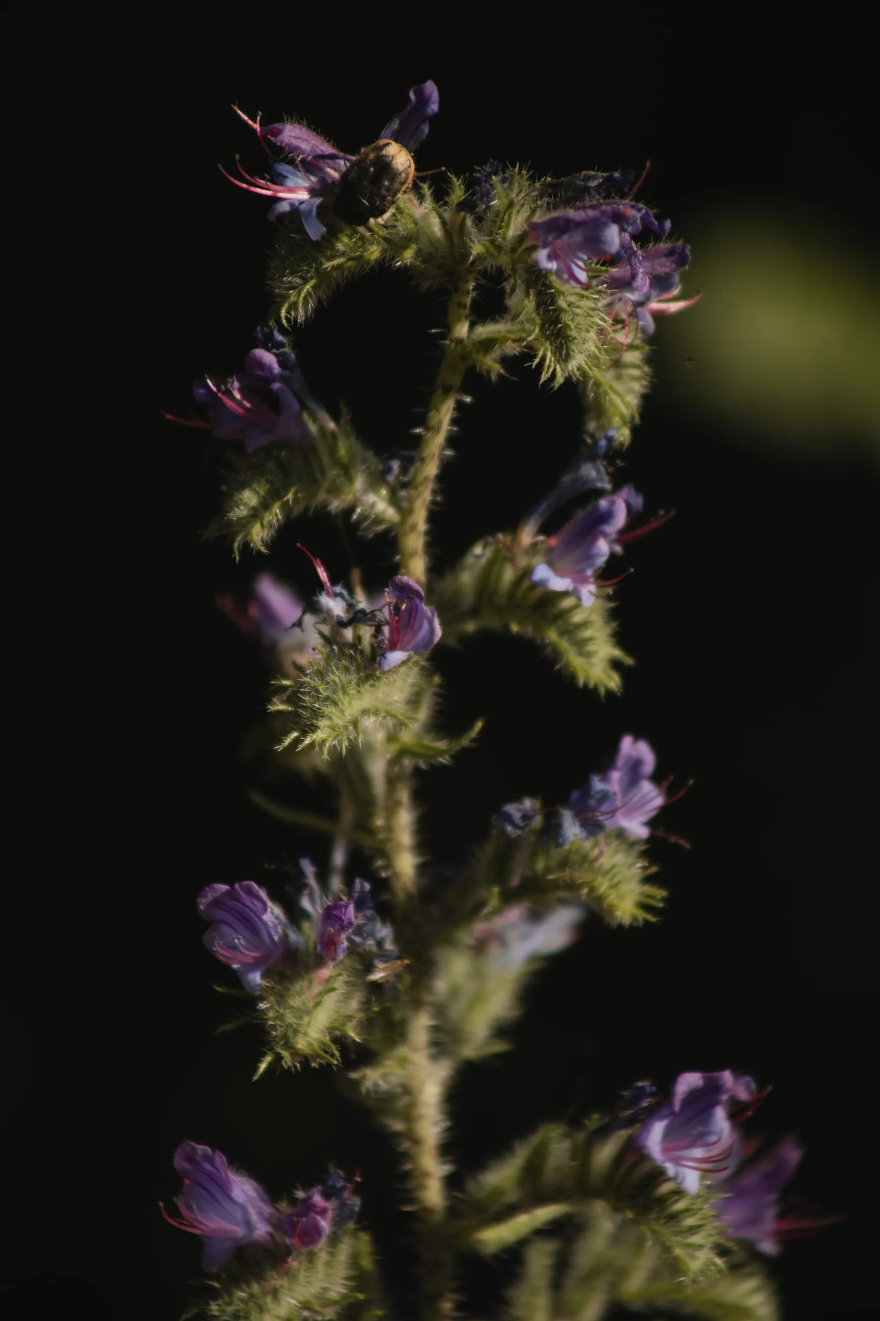 Purple wildflower spike against black