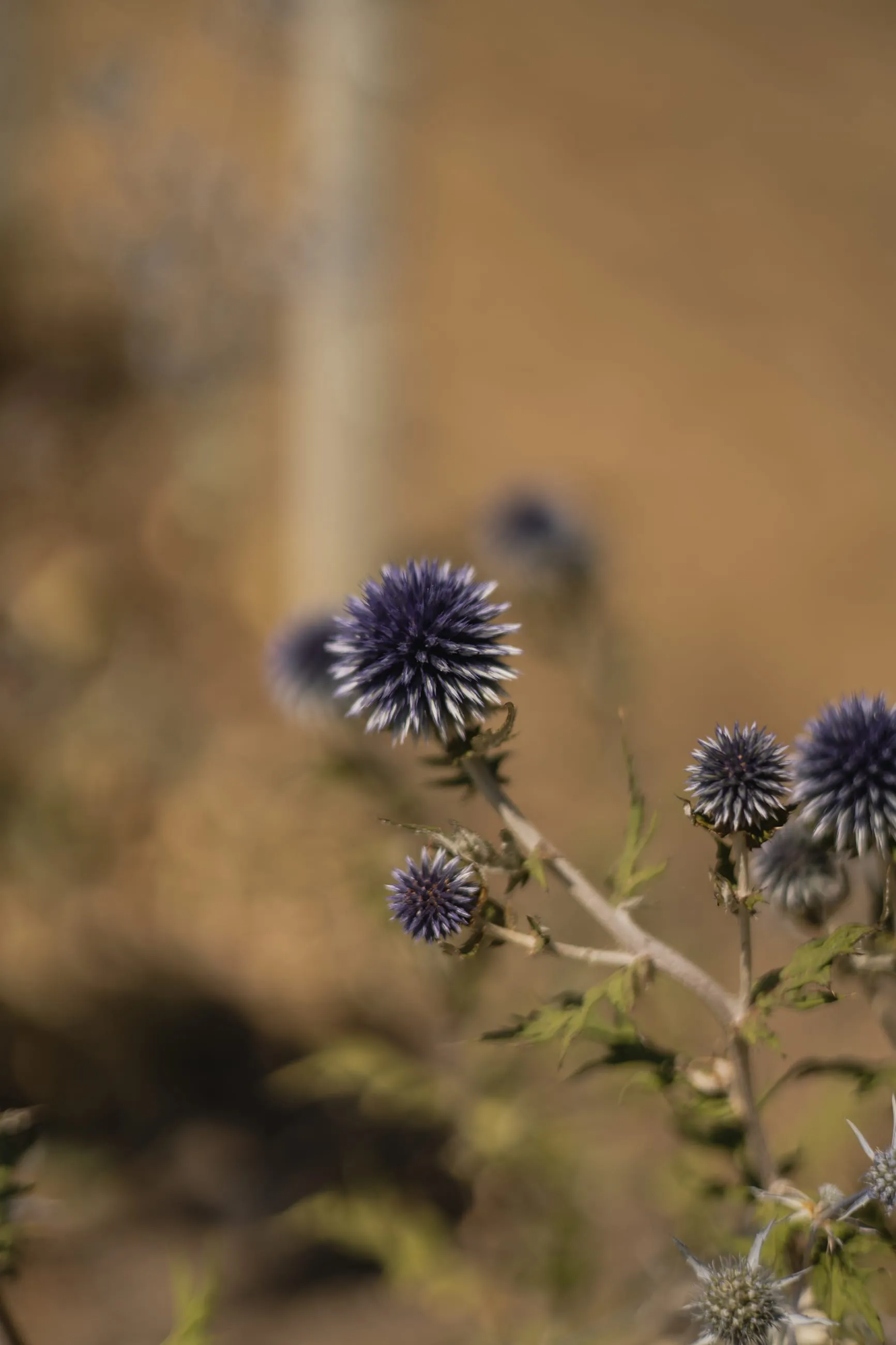 Blue globe thistles against blurred gold grass