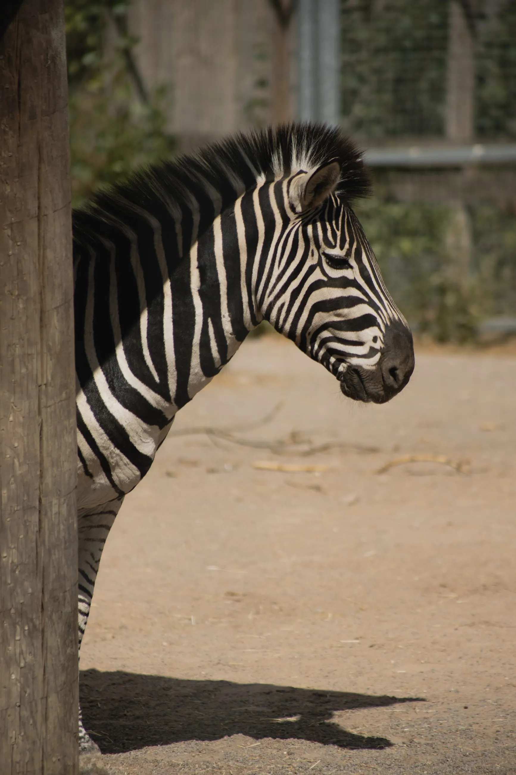 Zebra stepping into frame from a dark doorway